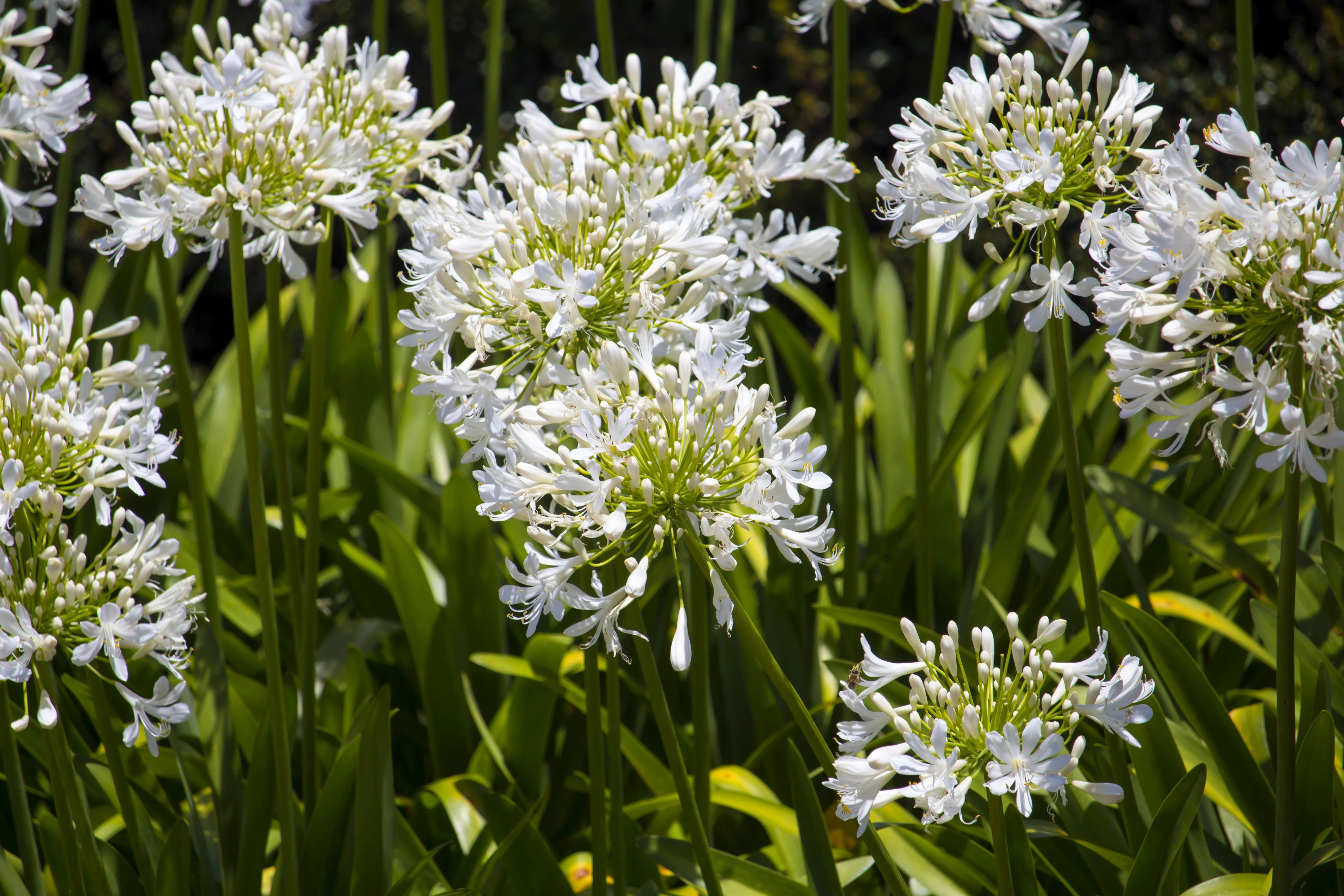 25 WHITE LILY of the NILE Agapanthus Orientalis African Lily Flower Seeds - Image 4