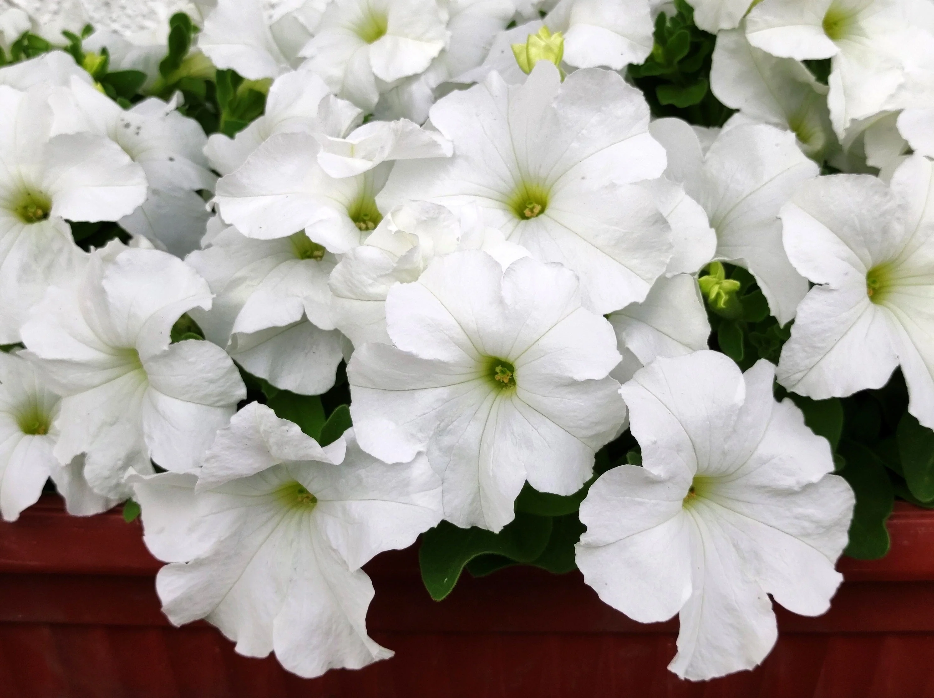 25 WHITE PETUNIA Grandiflora Flower Seeds - Image 3