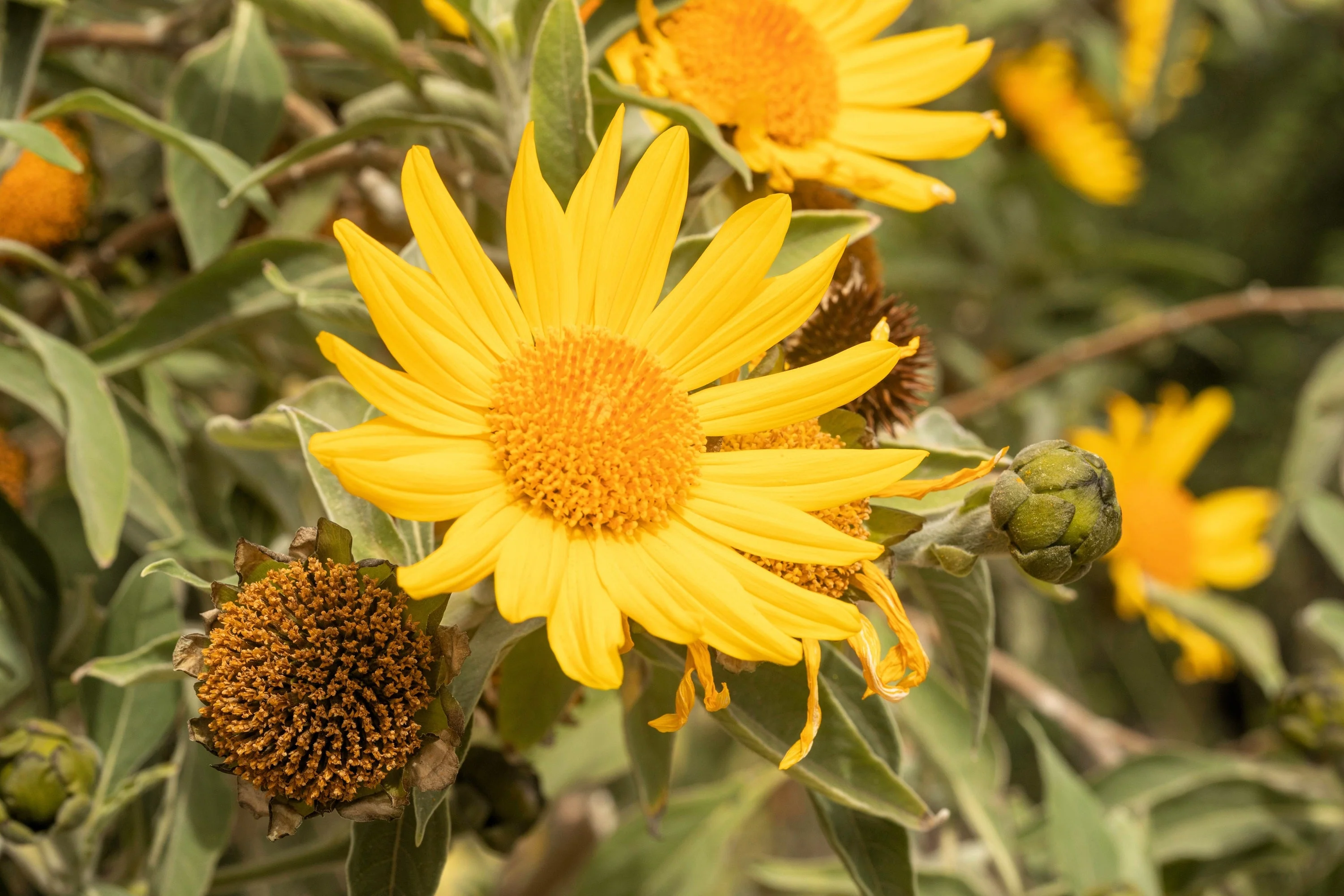 25 YELLOW Torch MEXICAN SUNFLOWER Tithonia Speciosa Flower Seeds - Image 3