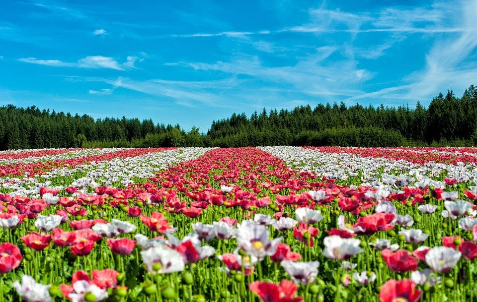 250 AFGHAN Blue POPPY Mixed Colors Papaver Somniferum Pink Purple White Flower Seeds - Image 2