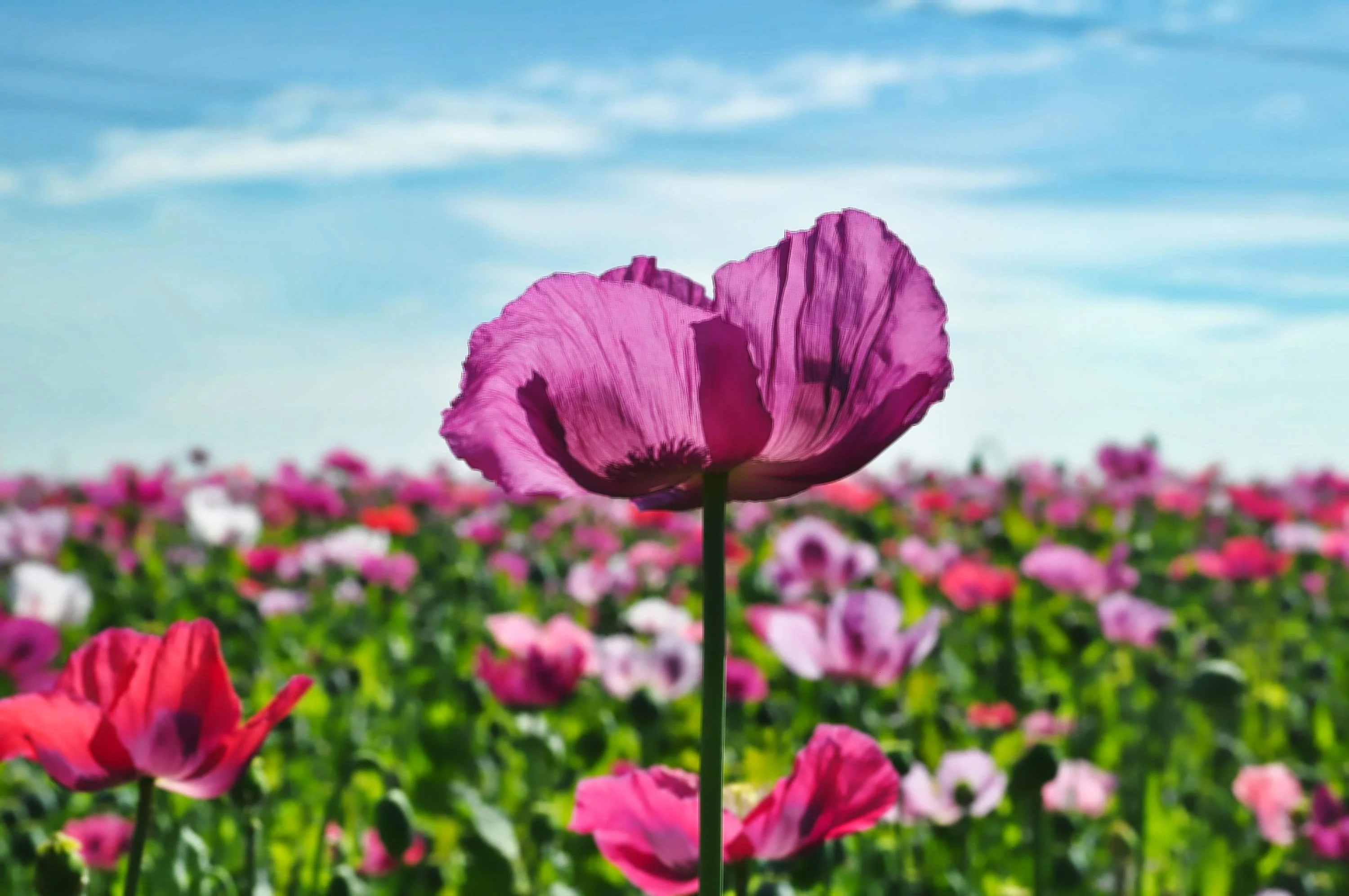 250 AFGHAN Blue POPPY Mixed Colors Papaver Somniferum Pink Purple White Flower Seeds - Image 6