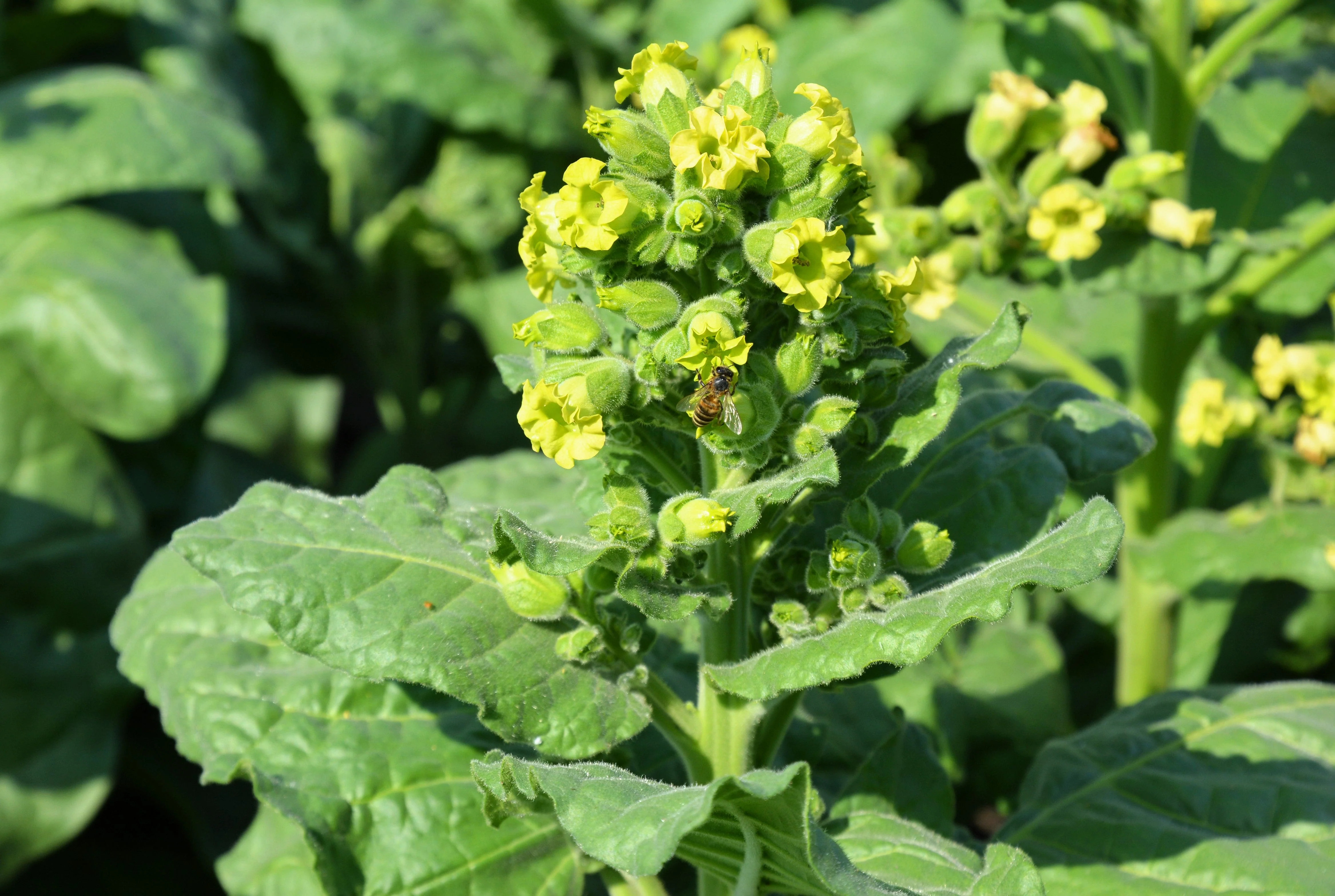 250 AZTEC TOBACCO Midewiwan Sacred Nicotiana Rustica Yellow Flower Herb Seeds - Image 4