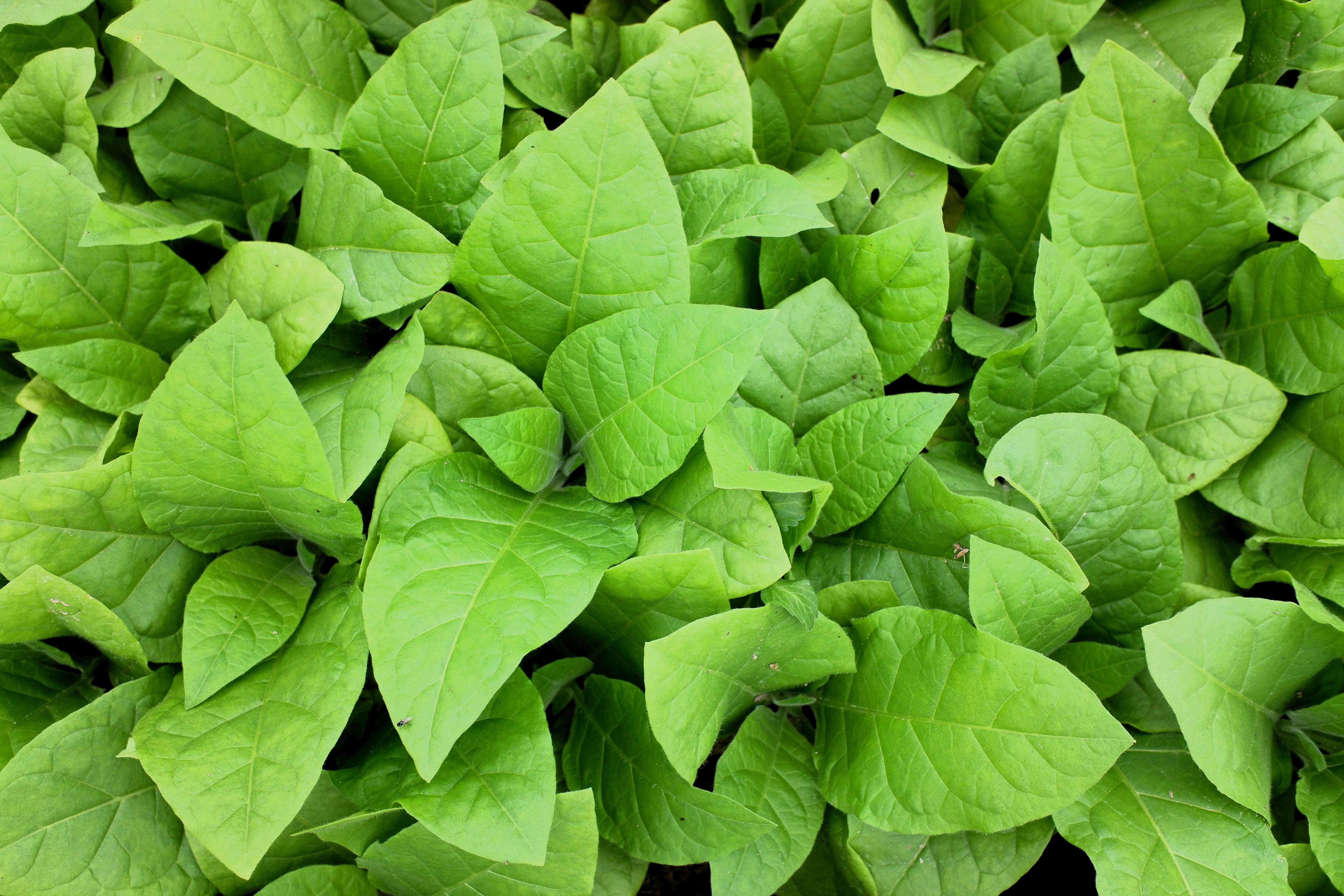 250 AZTEC TOBACCO Midewiwan Sacred Nicotiana Rustica Yellow Flower Herb Seeds - Image 7