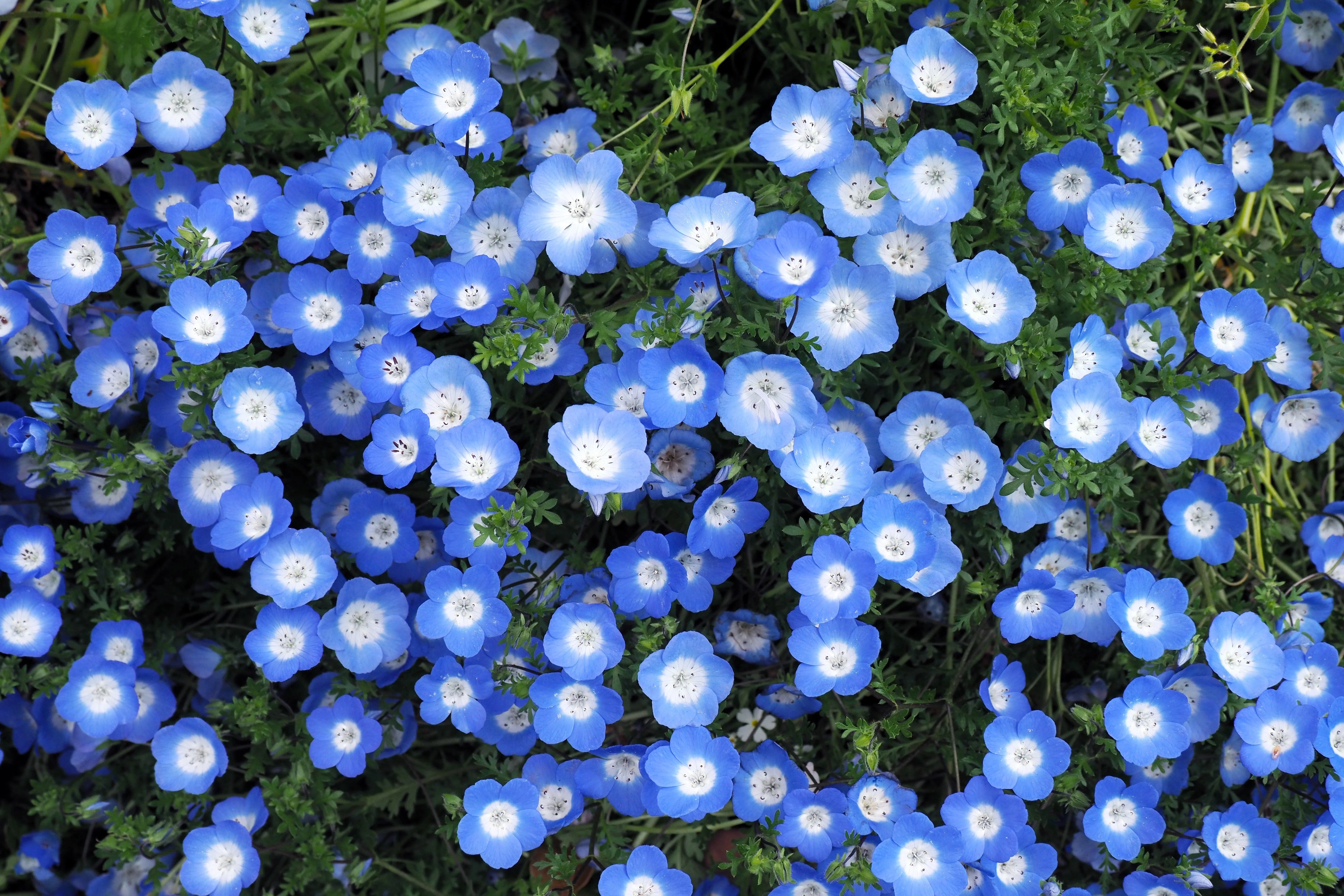 250 BABY BLUE EYES Nemophila Menziesii Fragrant Butterfly Flower Seeds - Image 4