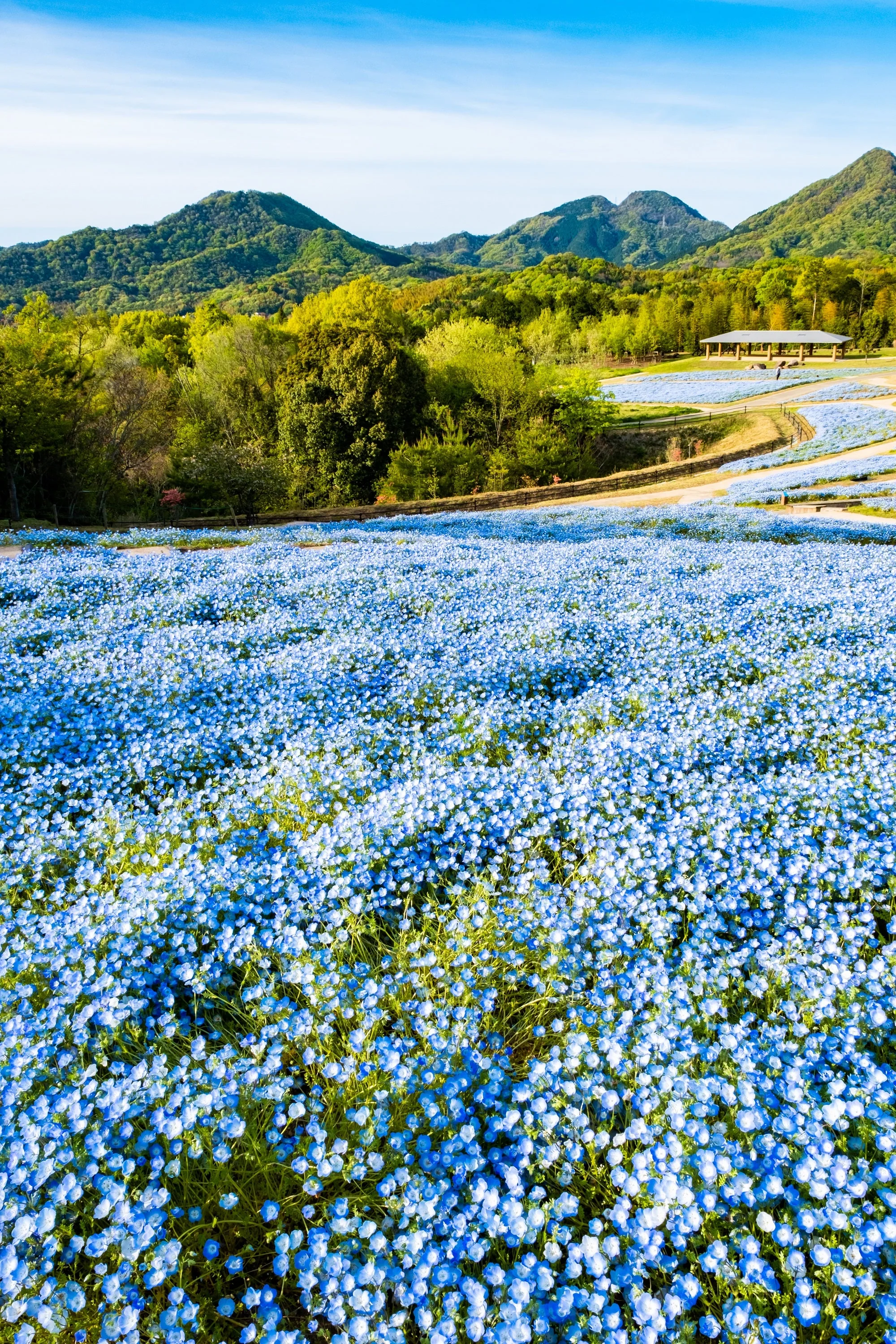 250 BABY BLUE EYES Nemophila Menziesii Fragrant Butterfly Flower Seeds - Image 7