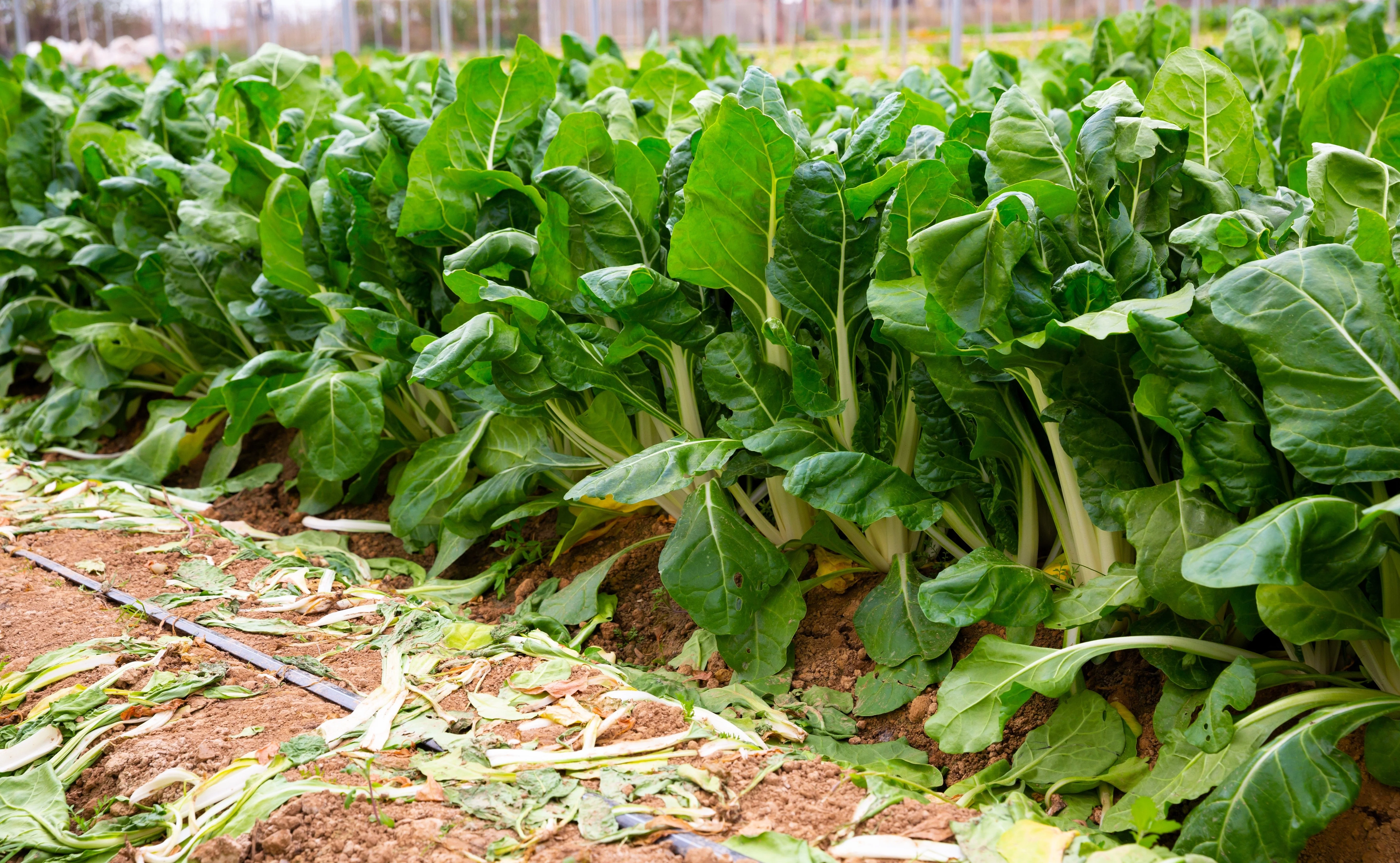 250 BARESE SWISS CHARD White Rib Perpetual Spinach Beta Vulgaris Vegetable Seeds - Image 4