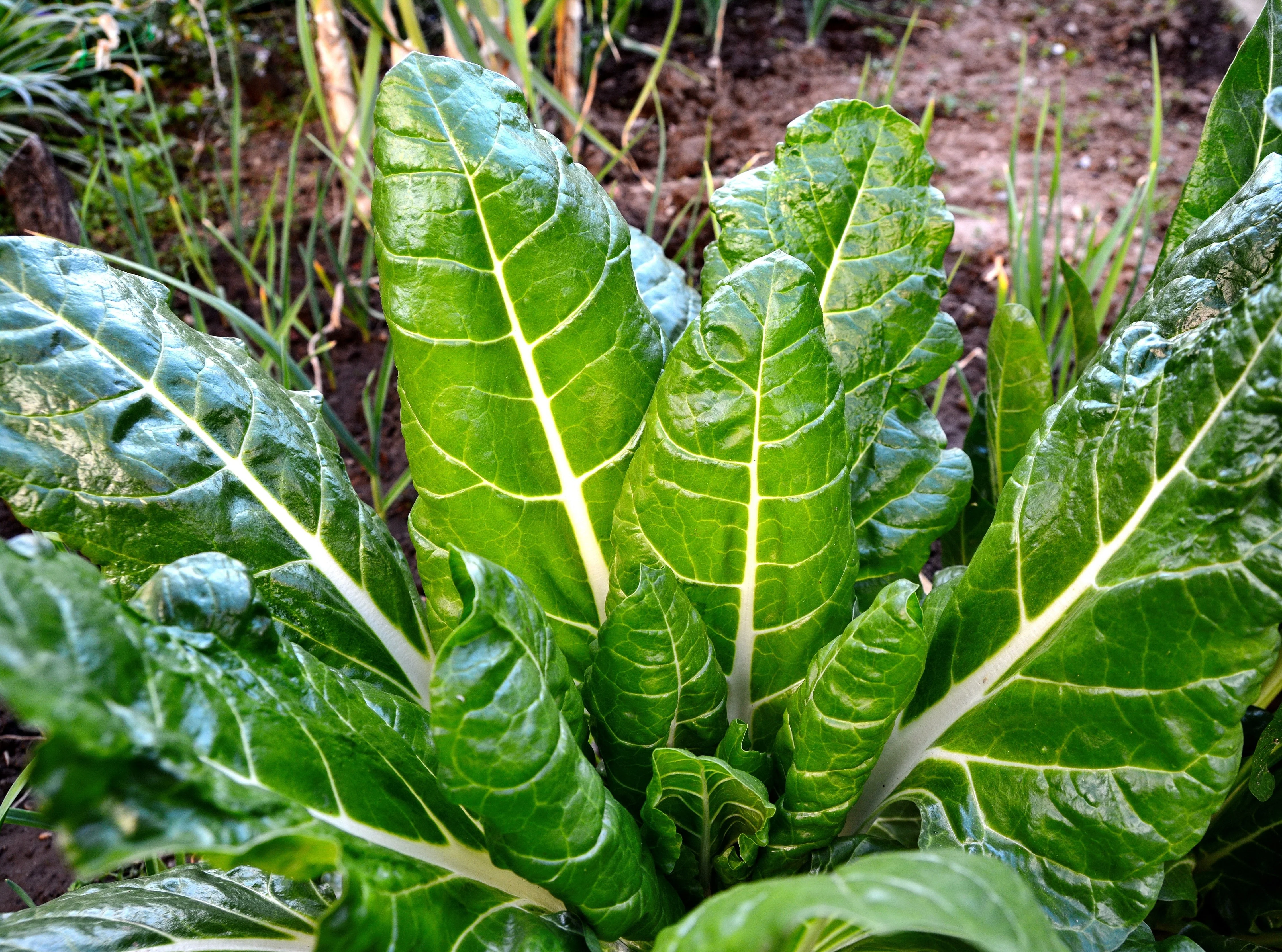 250 BARESE SWISS CHARD White Rib Perpetual Spinach Beta Vulgaris Vegetable Seeds - Image 6