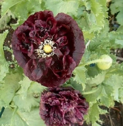 250 BLACK PEONY POPPY Papaver Peoniflorum Flower Seeds - Image 2