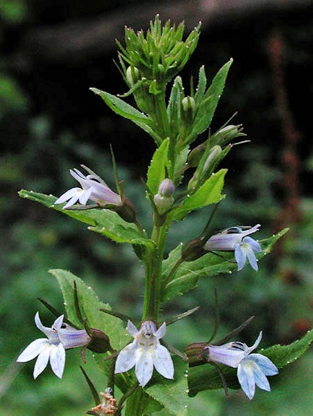 250 Blue INDIAN TOBACCO (Indian Lobelia) Lobelia Inflata Flower Seeds - Image 2