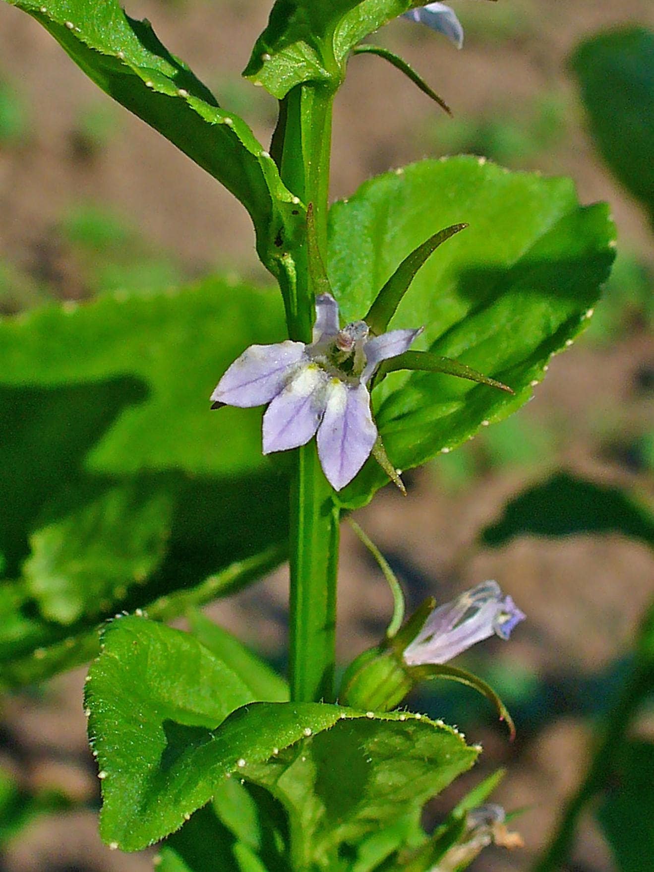 250 Blue INDIAN TOBACCO (Indian Lobelia) Lobelia Inflata Flower Seeds - Image 4