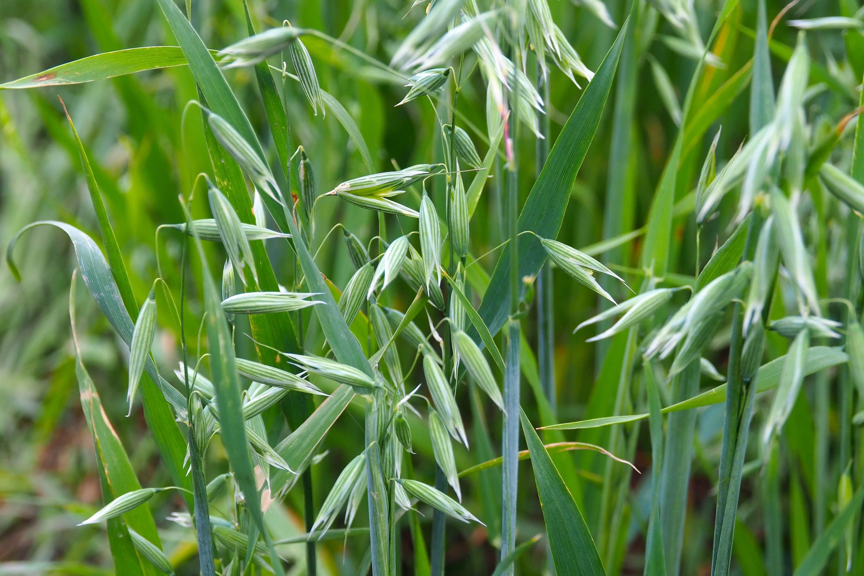 250 Certified ARMOR OAT Oats Avena Sativa Cereal Grain Seeds - Image 6