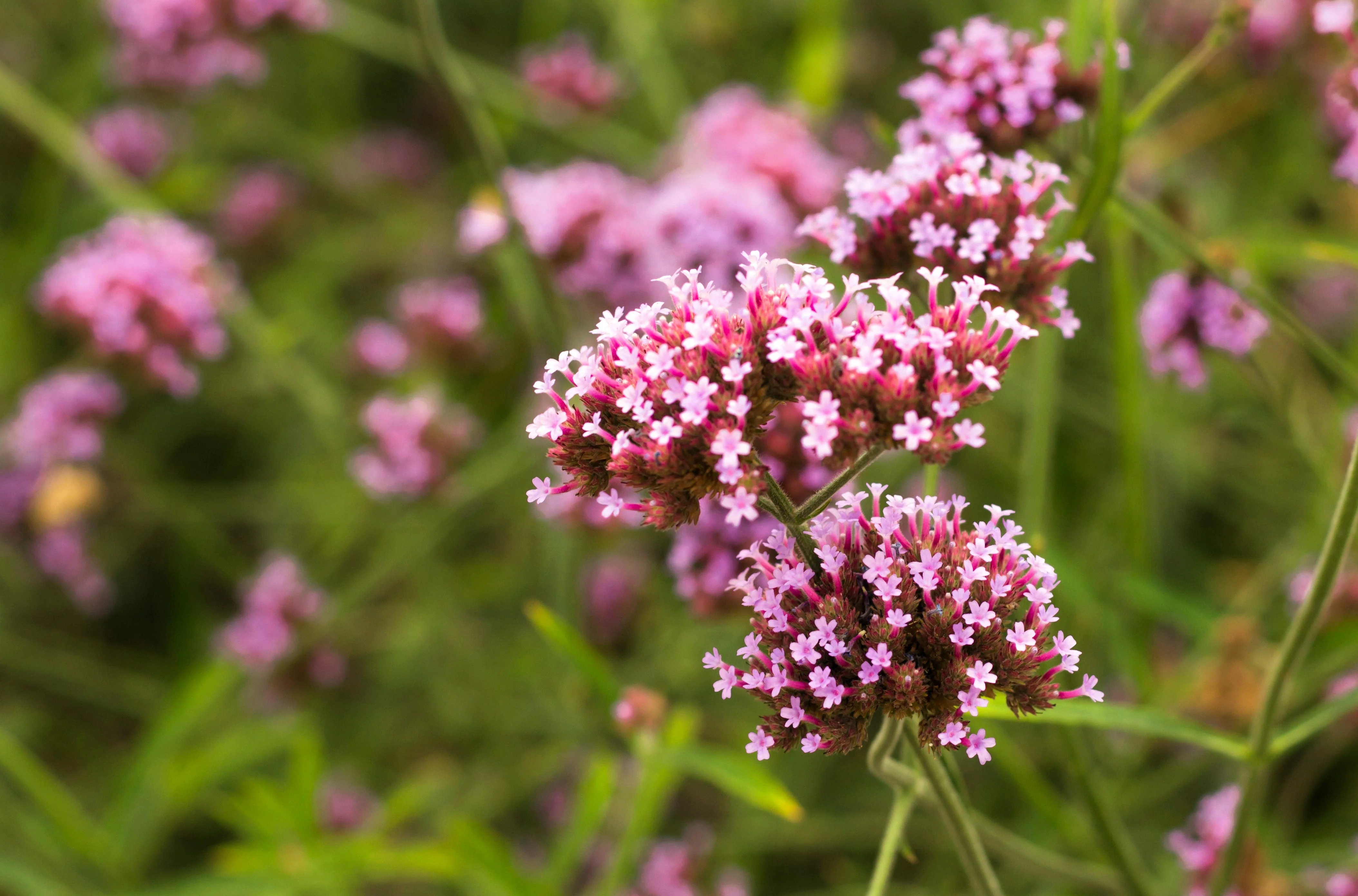 250 COMMON VERVAIN Verbena Officinalis European Herb Pink Purple Flower Seeds - Image 10