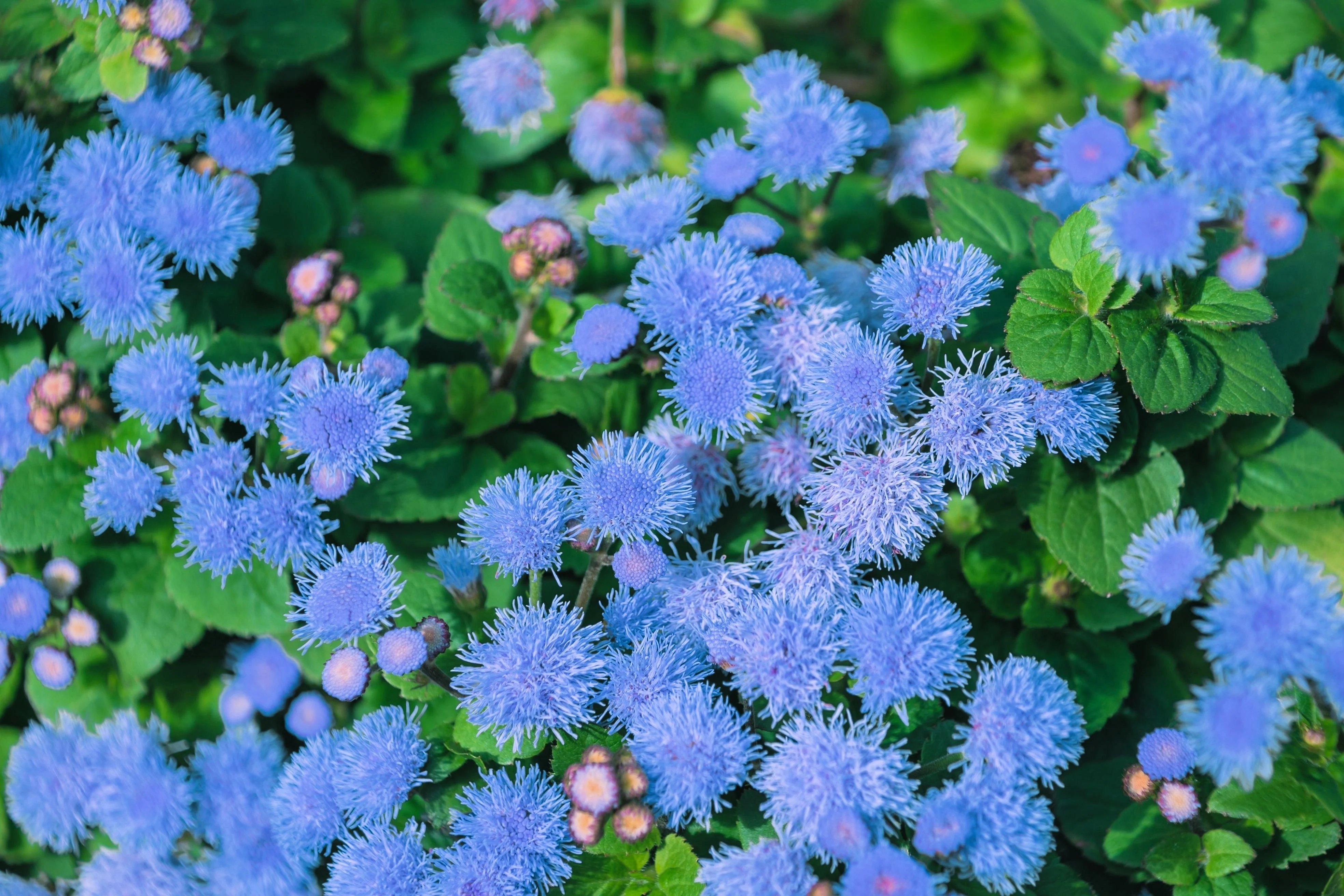 250 Dwarf BLUE BEDDER AGERATUM aka Floss Flower Ageratum Houstonianum Flower Seeds - Image 2