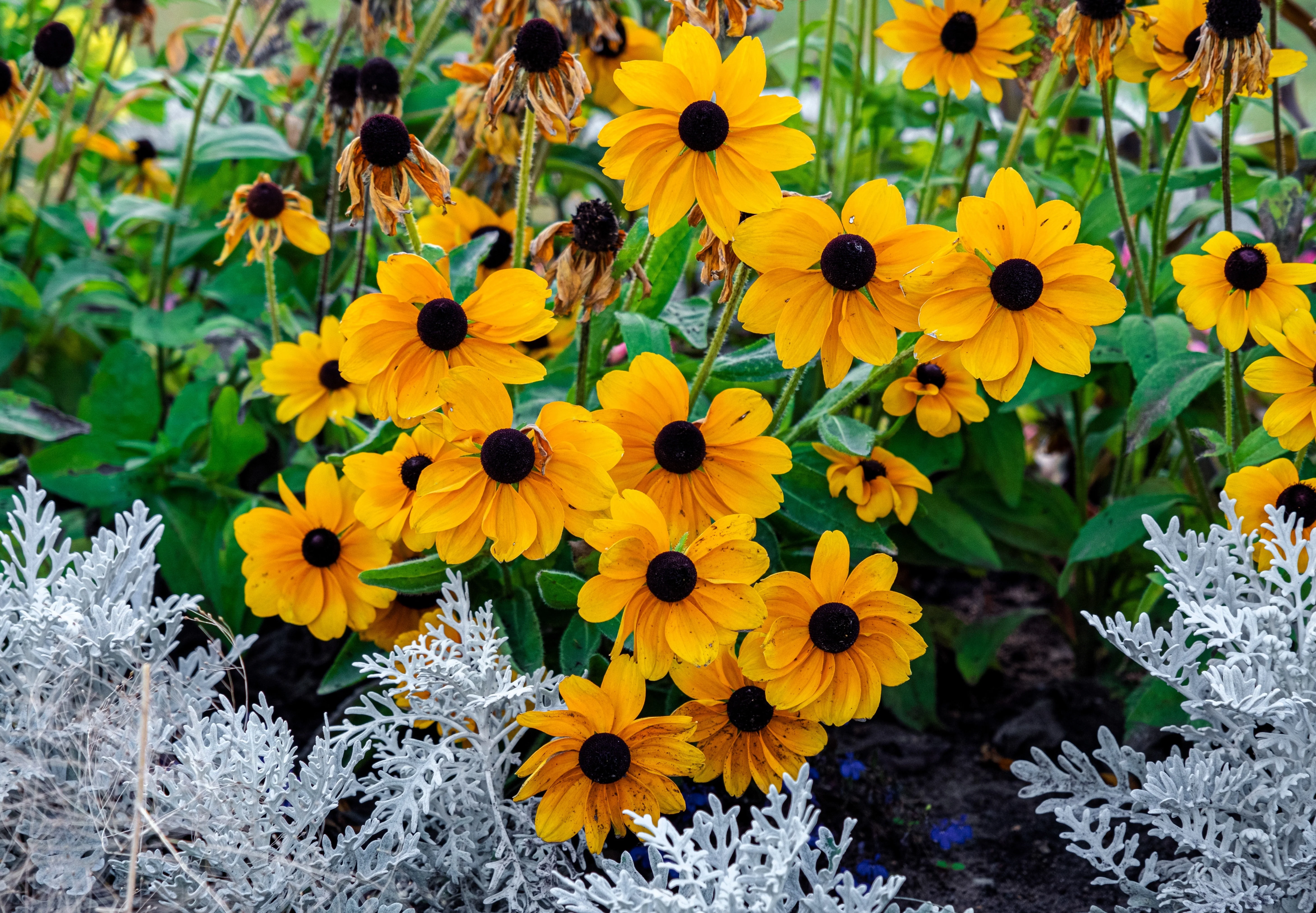 250 Dwarf MARMALADE RUDBECKIA Hirta Golden Orange Black Eyed Susan Gloriosa Daisy Flower Seeds - Image 2