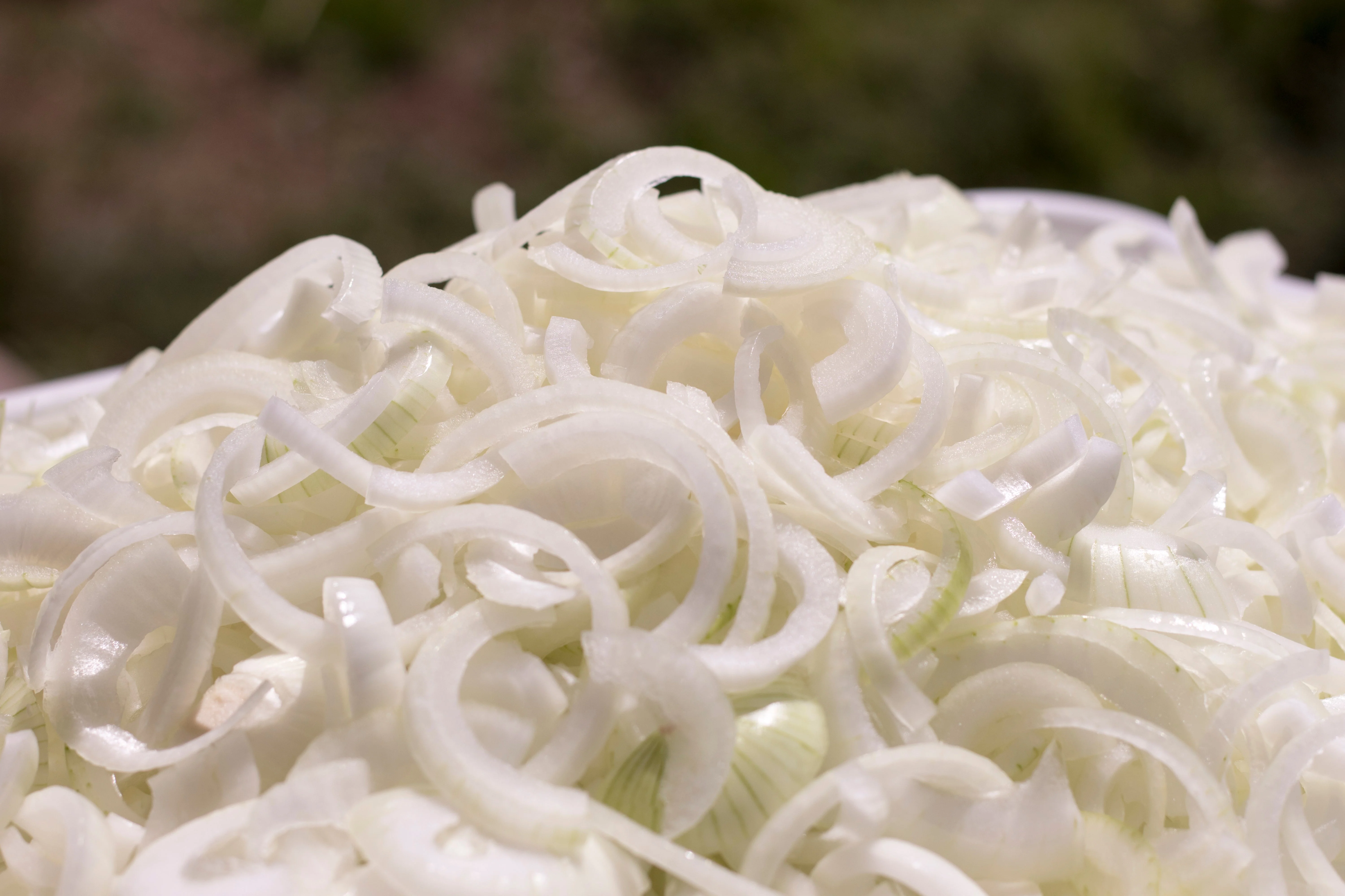 250 ECLIPSE ONION White Sweet Allium Cepa Vegetable Seeds - Image 6