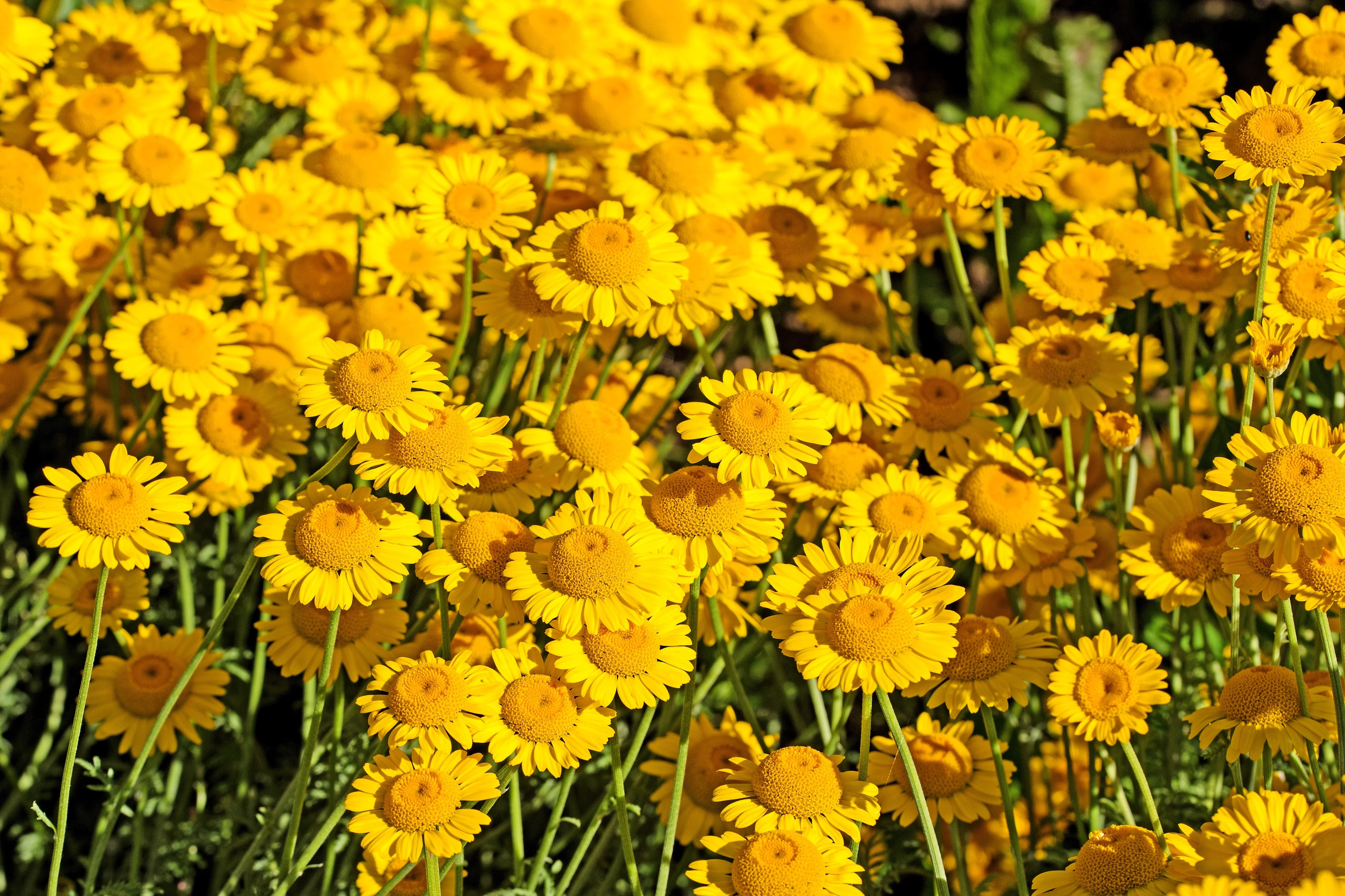 250 GOLDEN MARGUERITE DAISY Dyer's Yellow Chamomile Anthemis Tinctoria Kelwayi Cota Tinctoria  Paris Daisy Herb Flower Seeds - Image 7