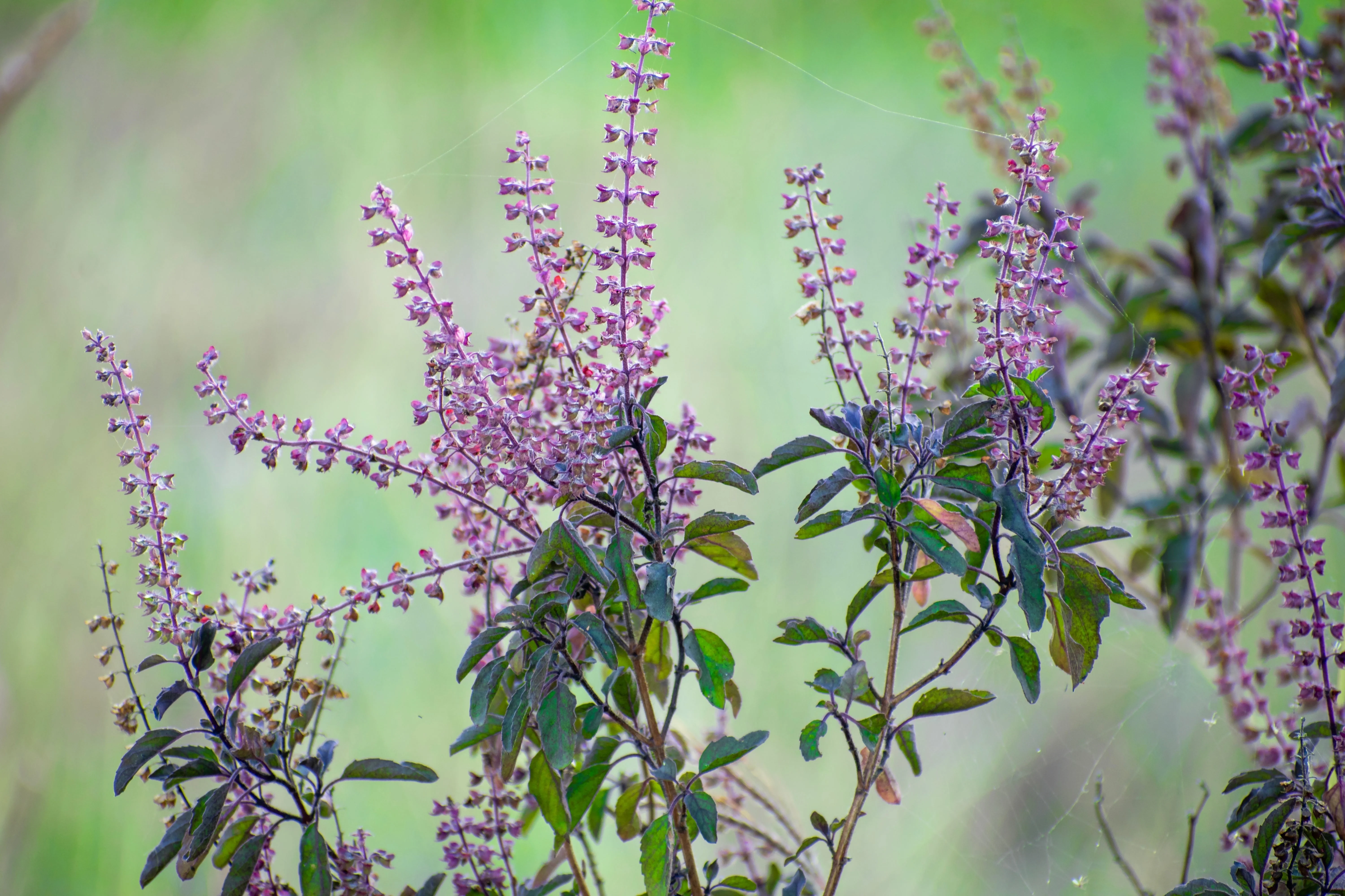 250 Green Tulsi HOLY BASIL Ocimum Sanctum Tenuiflorum Herb Flower Seeds - Image 5