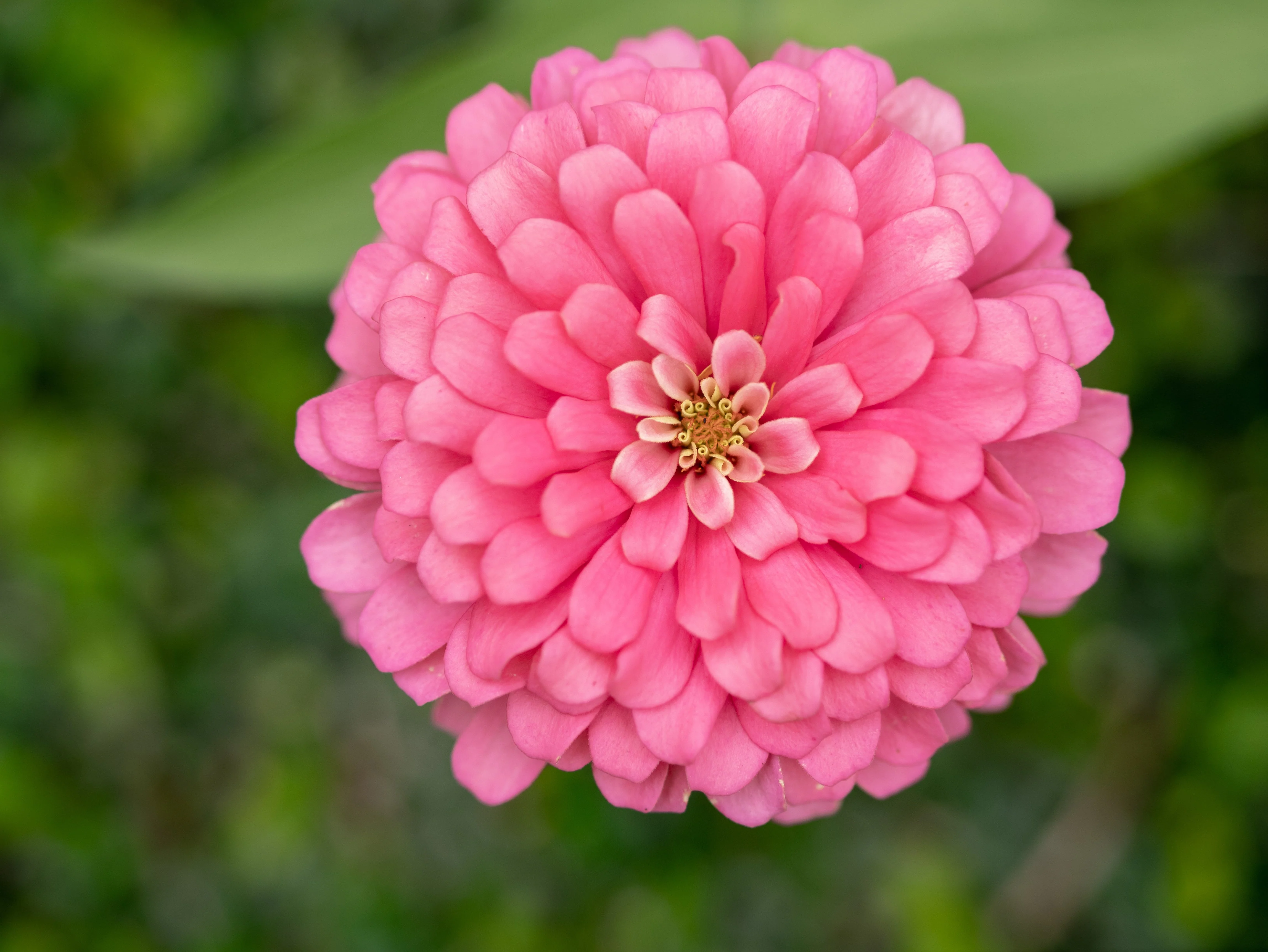 250 LUMINOSA PINK ZINNIA Elegans Flower Seeds - Image 5
