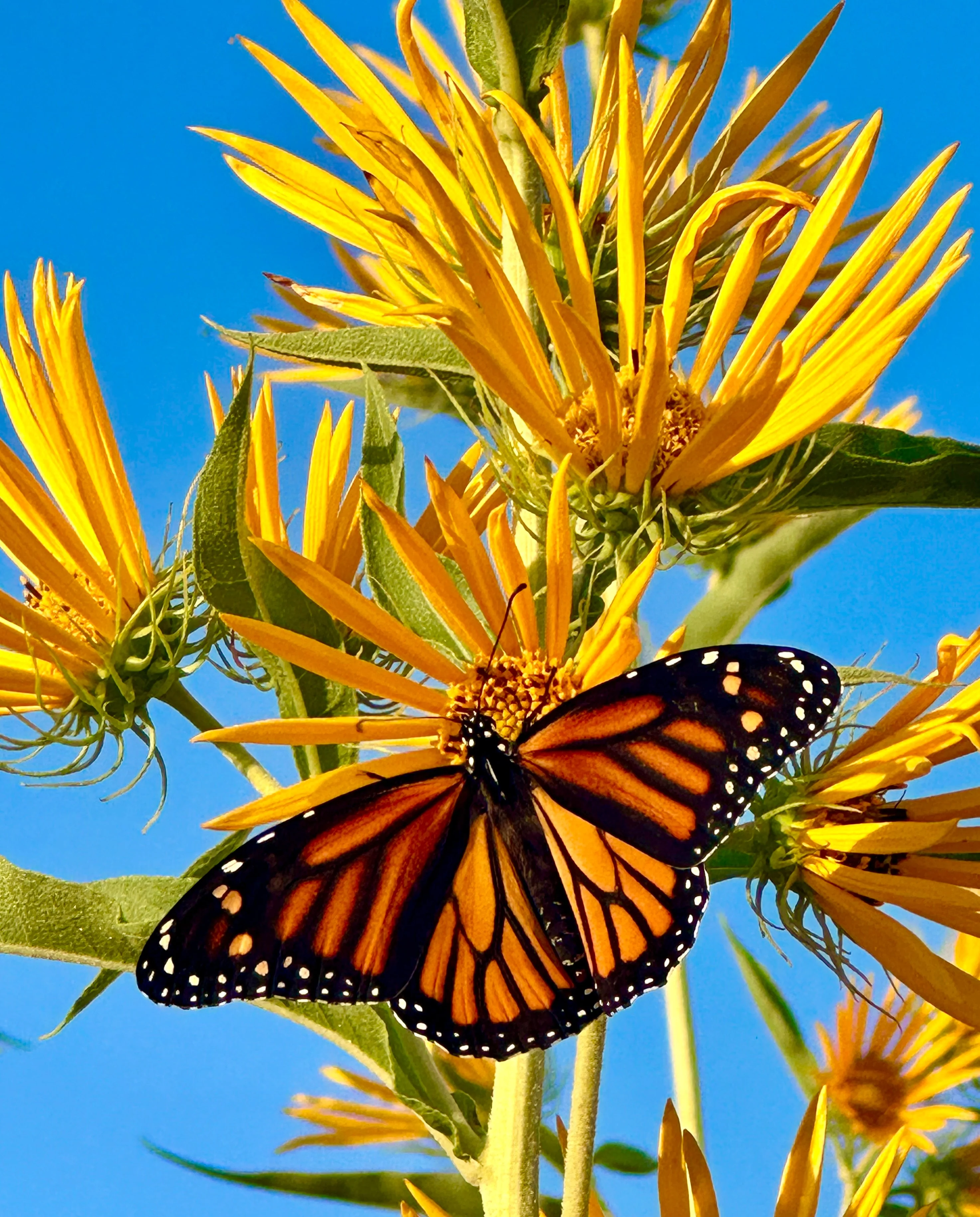 250 MAXIMILIAN (Prairie) SUNFLOWER Helianthus Maximiliani Flower Seeds - Image 2