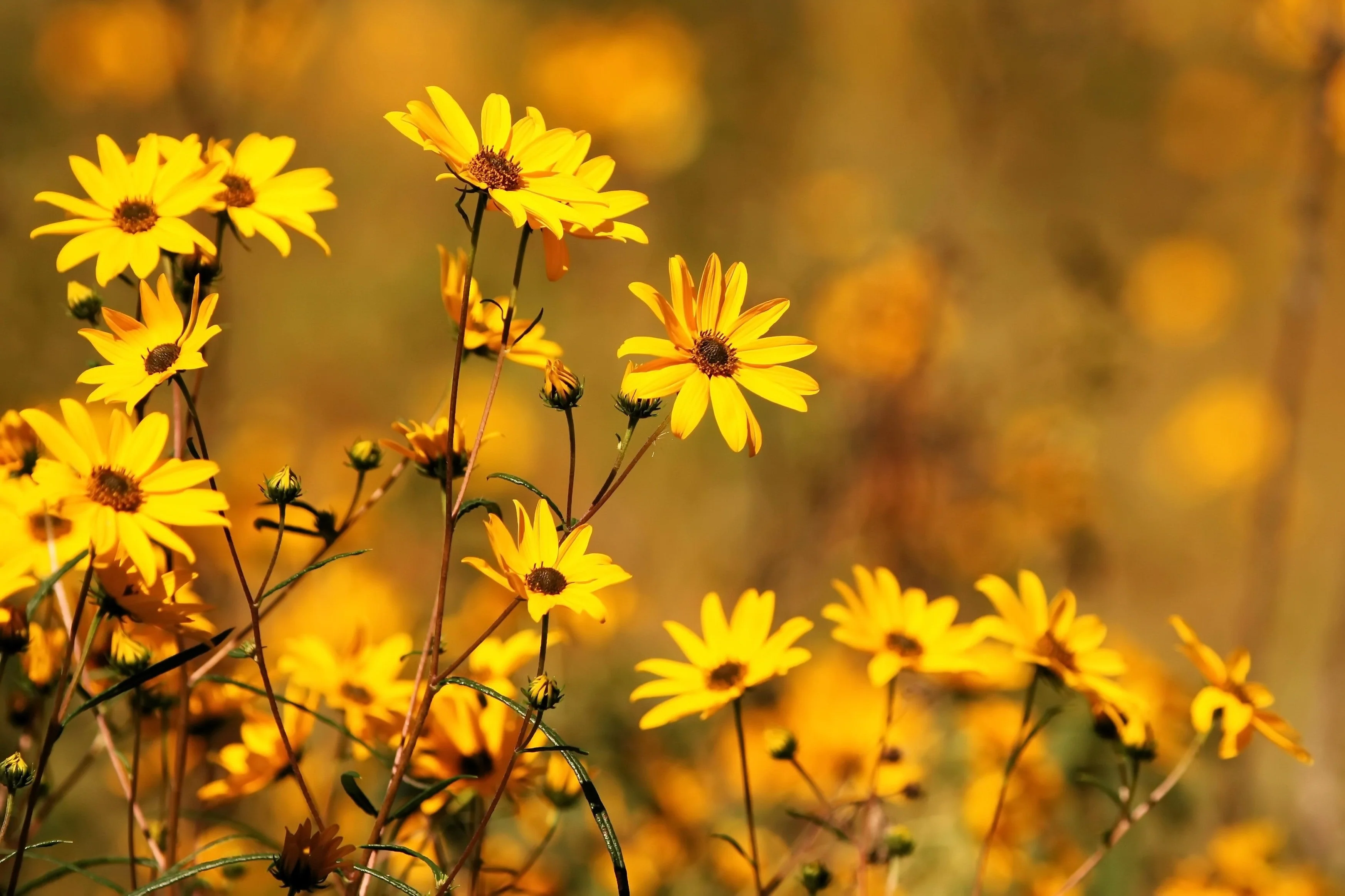 250 MAXIMILIAN (Prairie) SUNFLOWER Helianthus Maximiliani Flower Seeds - Image 4