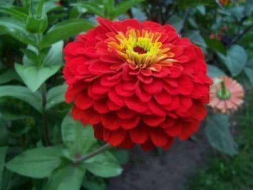 250 Mixed Colors Common GARDEN ZINNIA Elegans Flower Seeds - Image 4