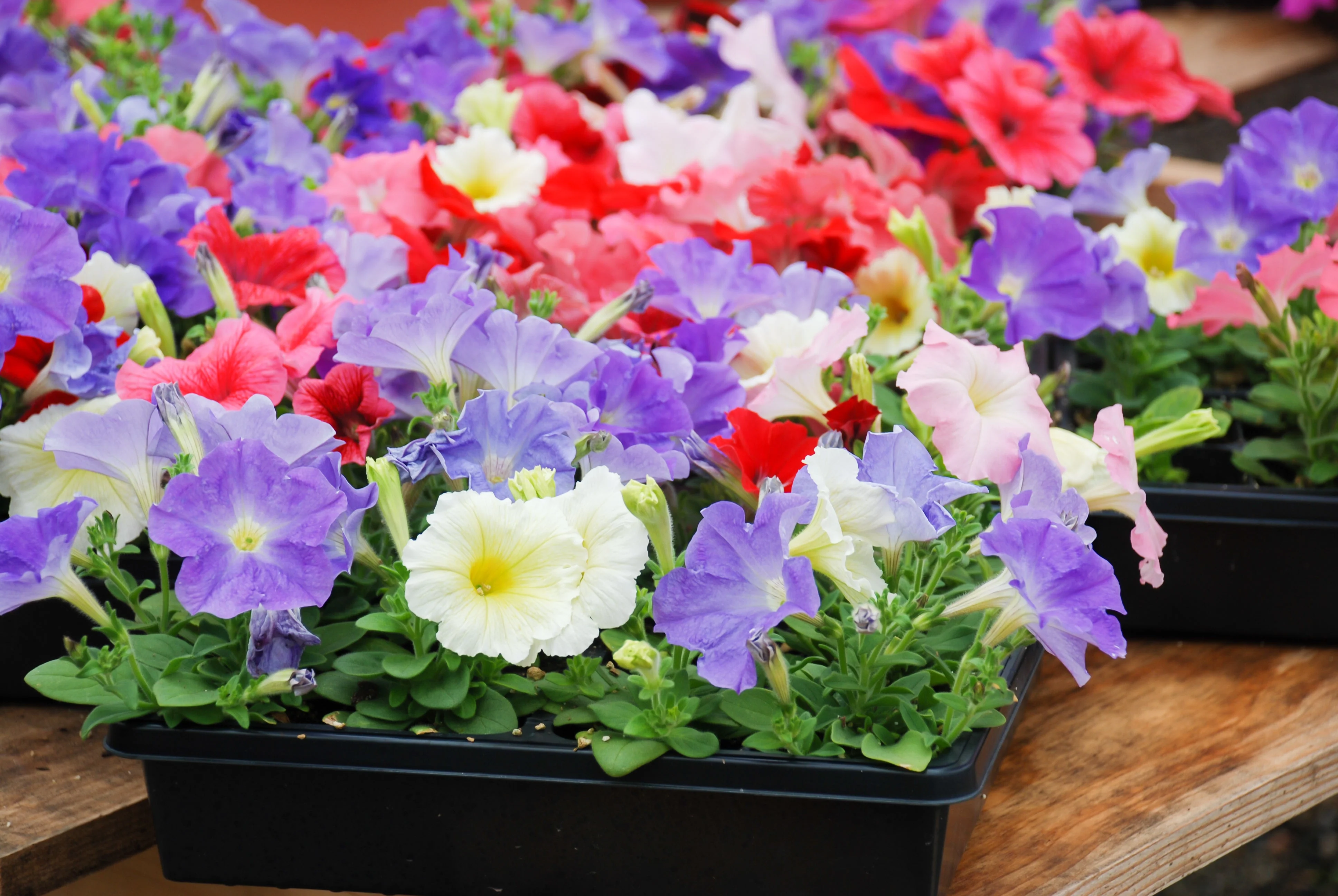 250 Mixed Colors DWARF PETUNIA Pink Red Purple White Bicolor Flower Seeds - Image 3