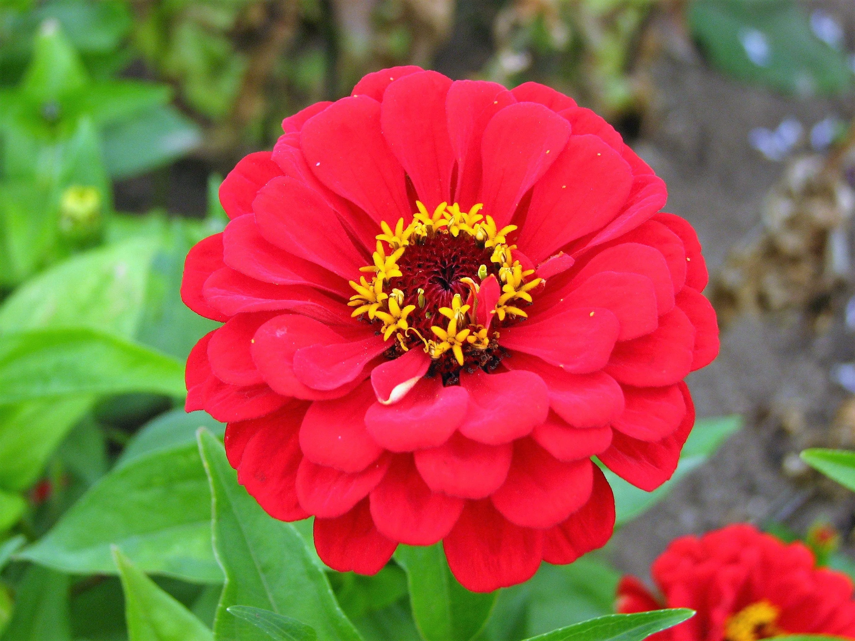 250 Mixed Colors ZINNIA ELEGANS Flower Seeds - Image 3