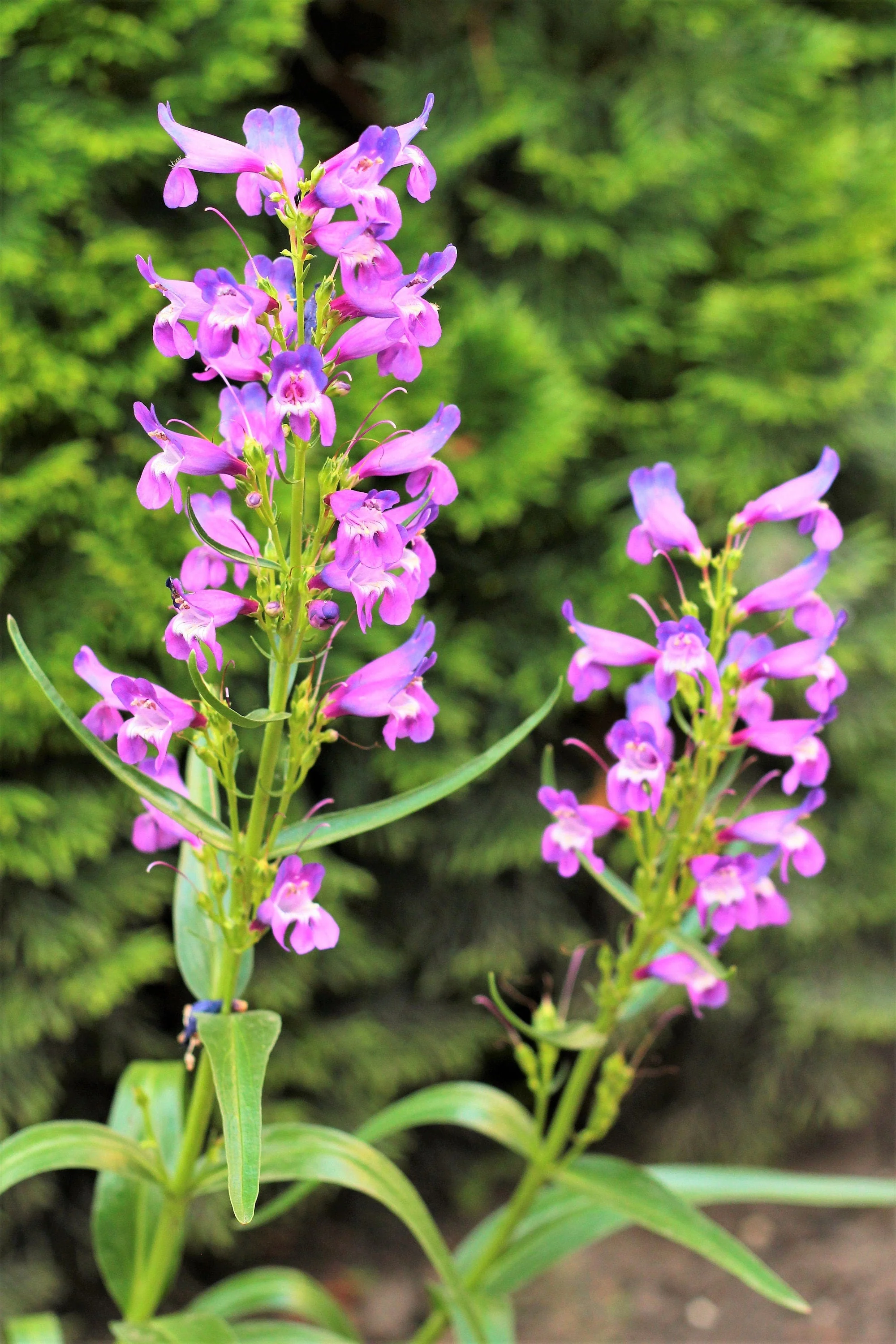 250 NATIVE MIX Beardtongue PENSTEMON Grandiflorus, Strictus, Cobaea, Palmeri, Digitalis, Pallidus - Pink White Blue Purple Flower Seeds - Image 4