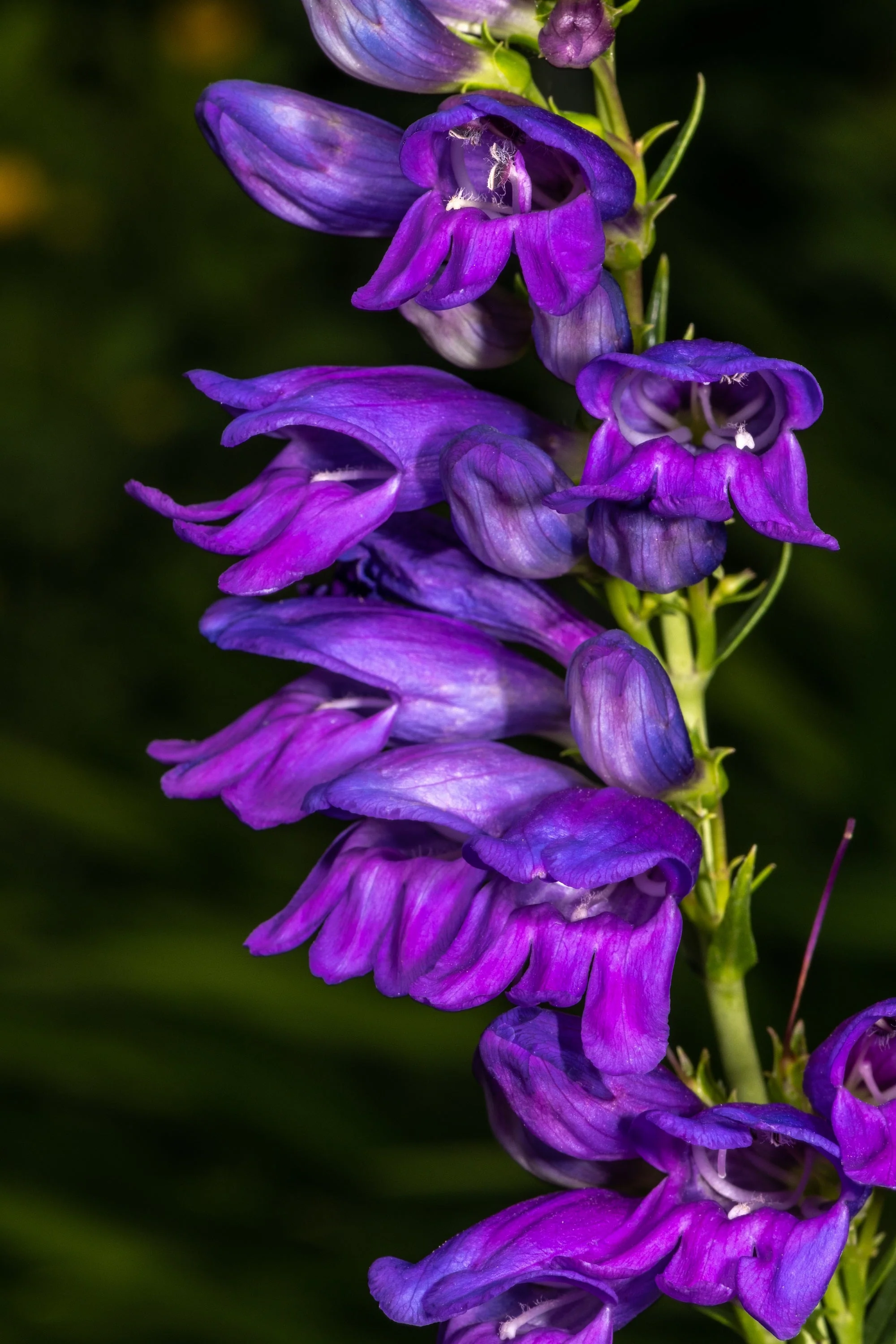 250 NATIVE MIX Beardtongue PENSTEMON Grandiflorus, Strictus, Cobaea, Palmeri, Digitalis, Pallidus - Pink White Blue Purple Flower Seeds - Image 5