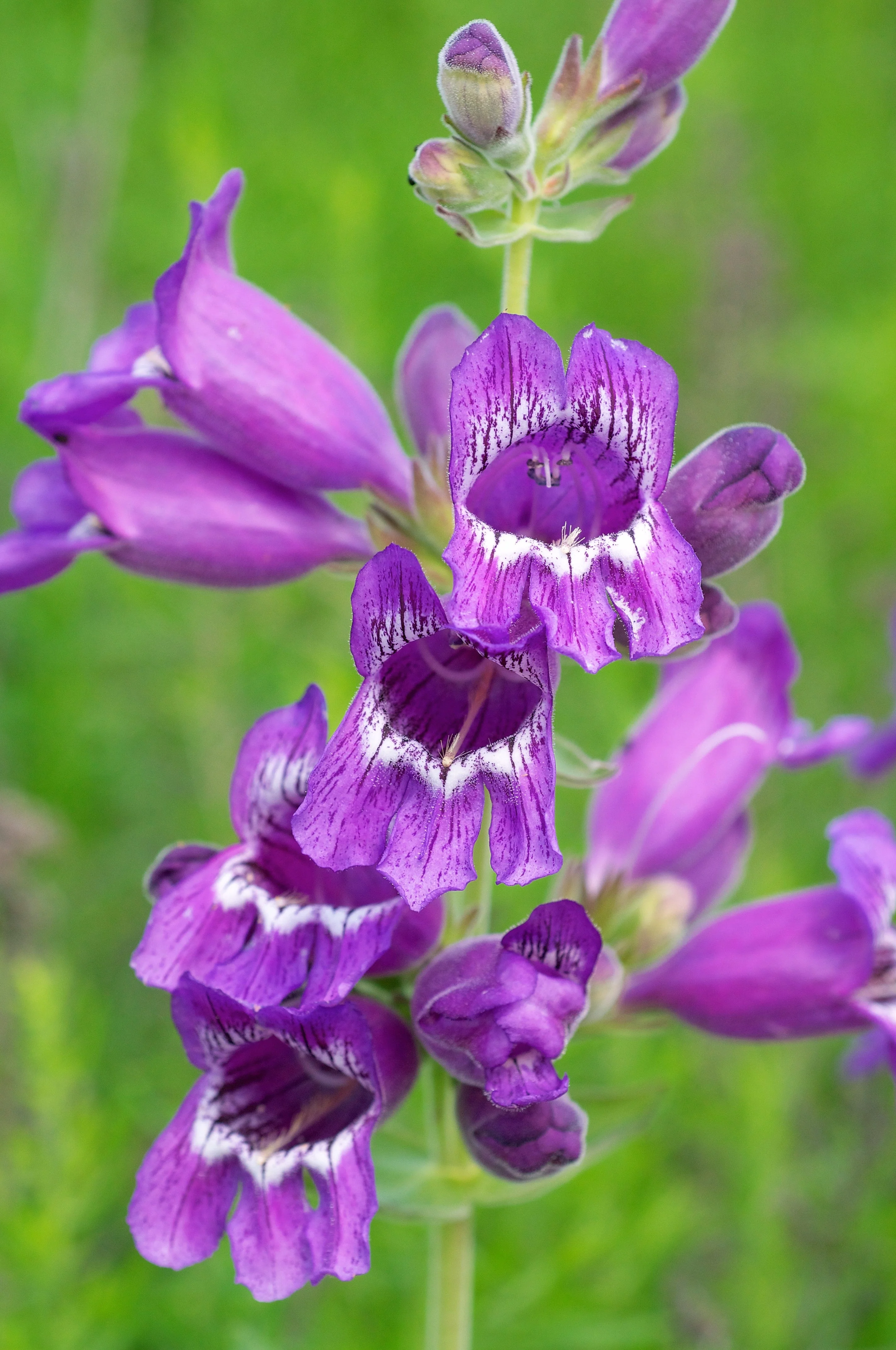 250 NATIVE MIX Beardtongue PENSTEMON Grandiflorus, Strictus, Cobaea, Palmeri, Digitalis, Pallidus - Pink White Blue Purple Flower Seeds - Image 9