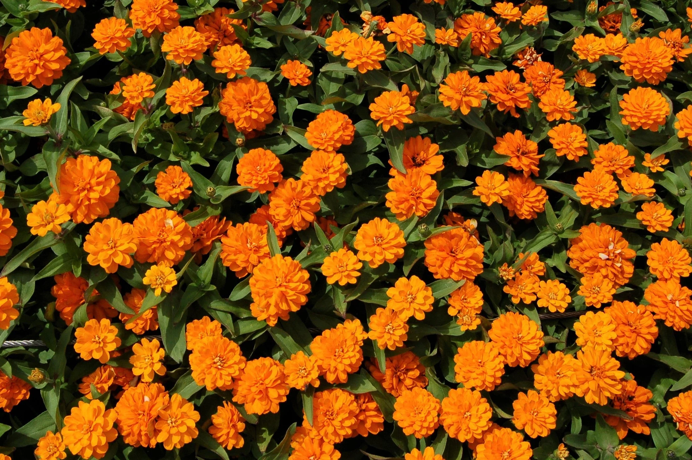 250 ORANGE KING ZINNIA Elegans Flower Seeds - Image 3