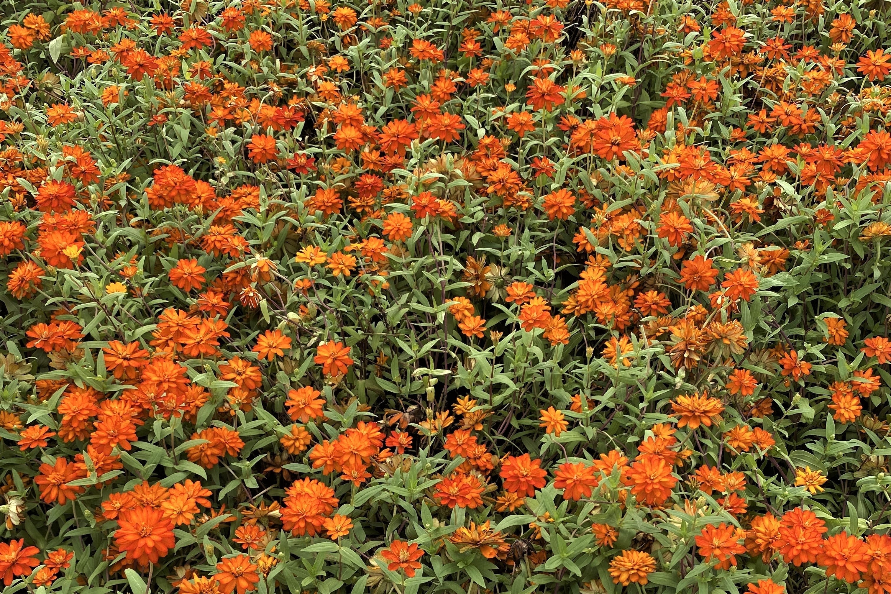 250 ORANGE KING ZINNIA Elegans Flower Seeds - Image 4