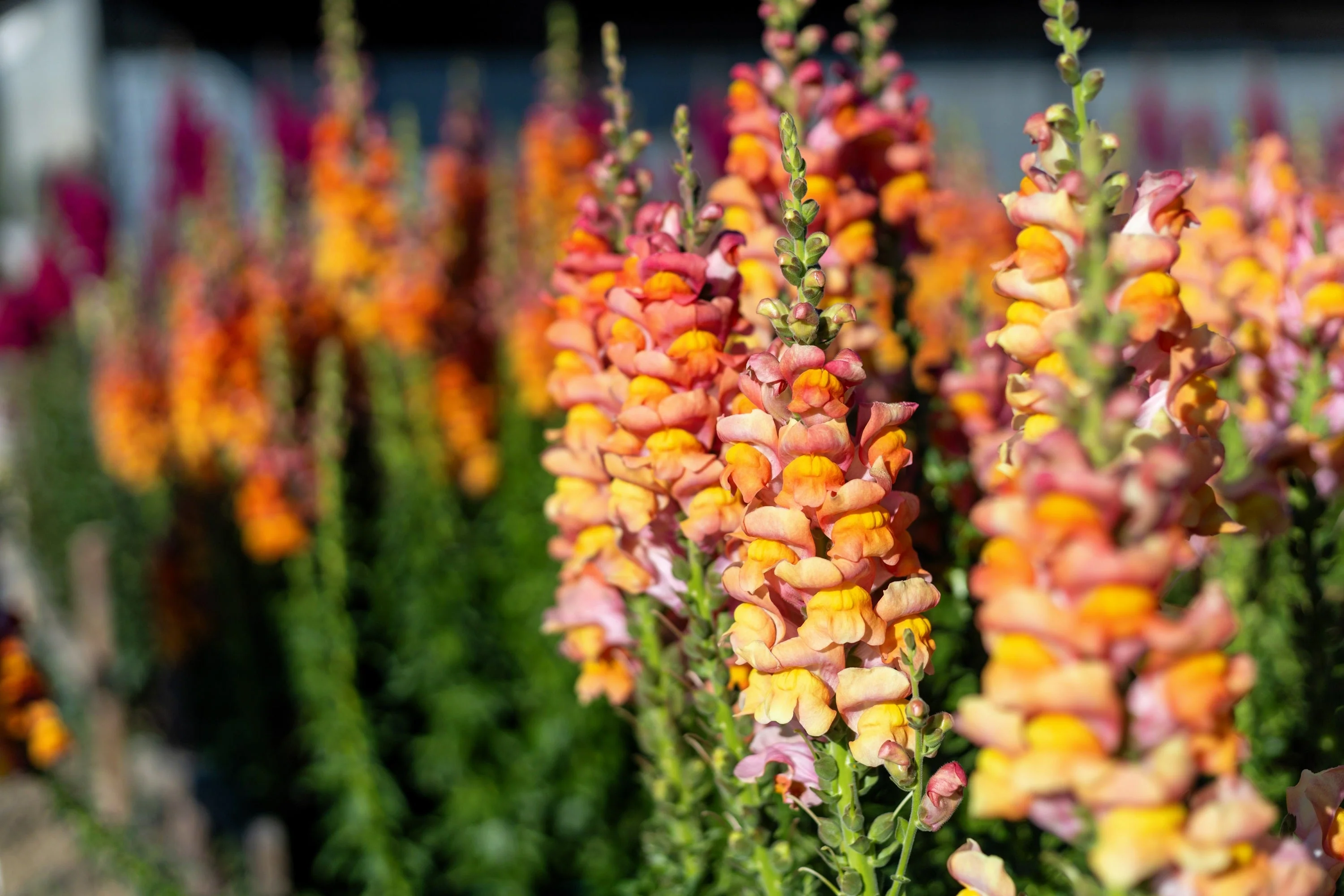 250 ORANGE WONDER SNAPDRAGON Antirrhinum Majus Flower Seeds - Image 5