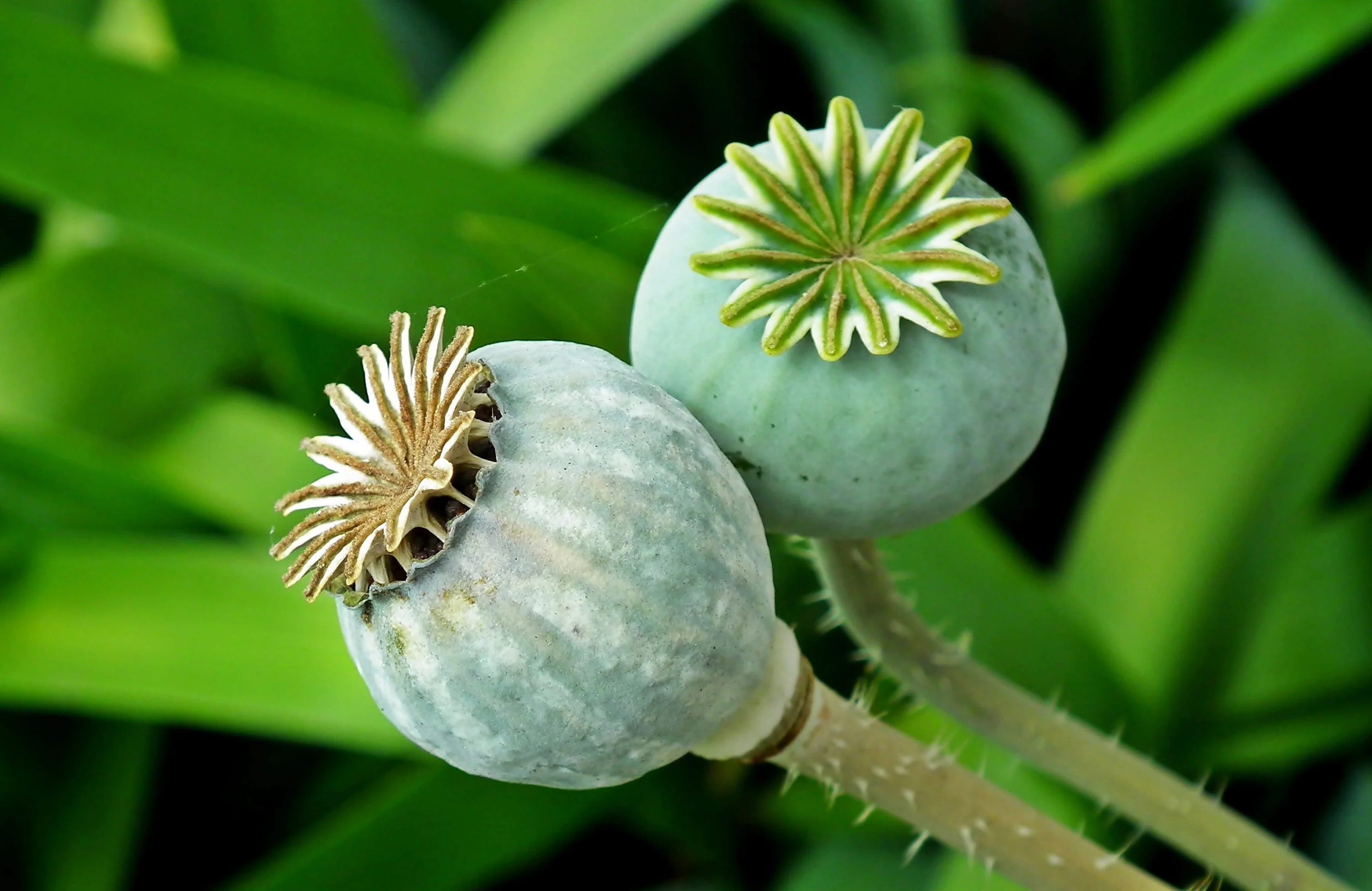 250 Organic AFTER MIDNIGHT POPPY Darkest Purple Almost Black Papaver Somniferum Flower Seeds - Image 3