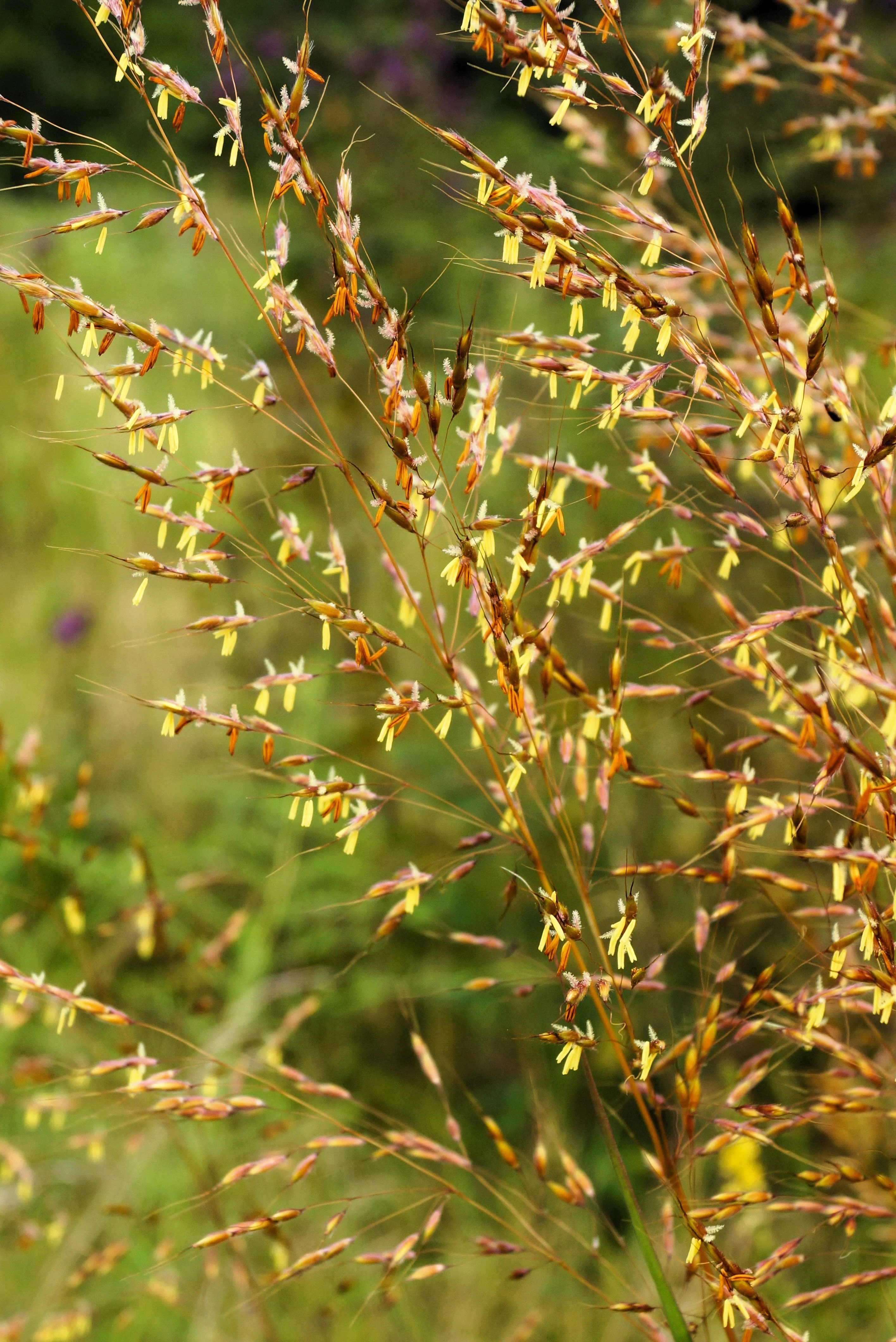 250 Ornamental INDIAN GRASS Sorghastrum Nutans Native Indiangrass Seeds - Image 2