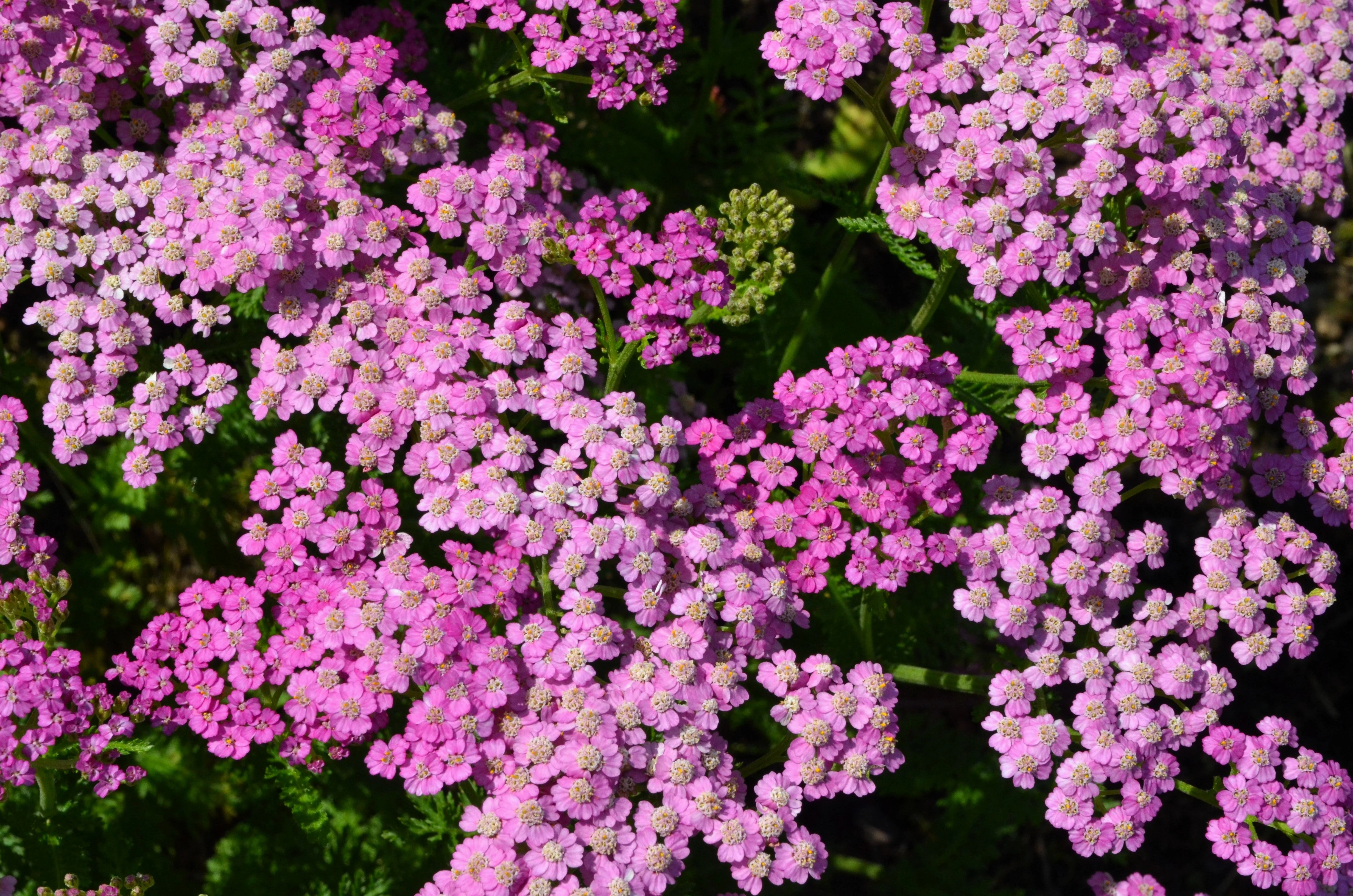 250 PINK Cerise QUEEN YARROW Achillea Millefolium Flower Seeds - Image 2