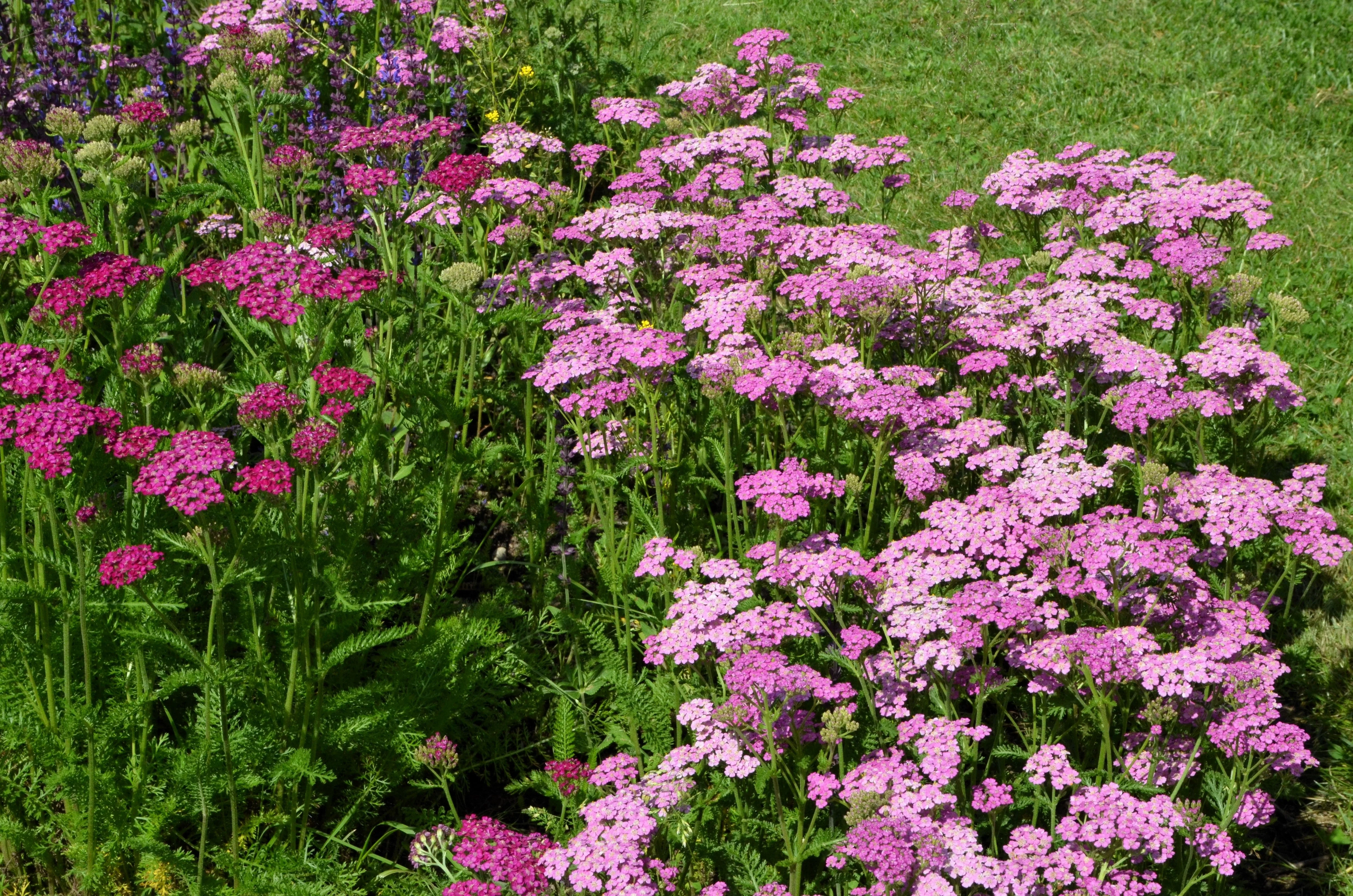 250 PINK Cerise QUEEN YARROW Achillea Millefolium Flower Seeds - Image 6