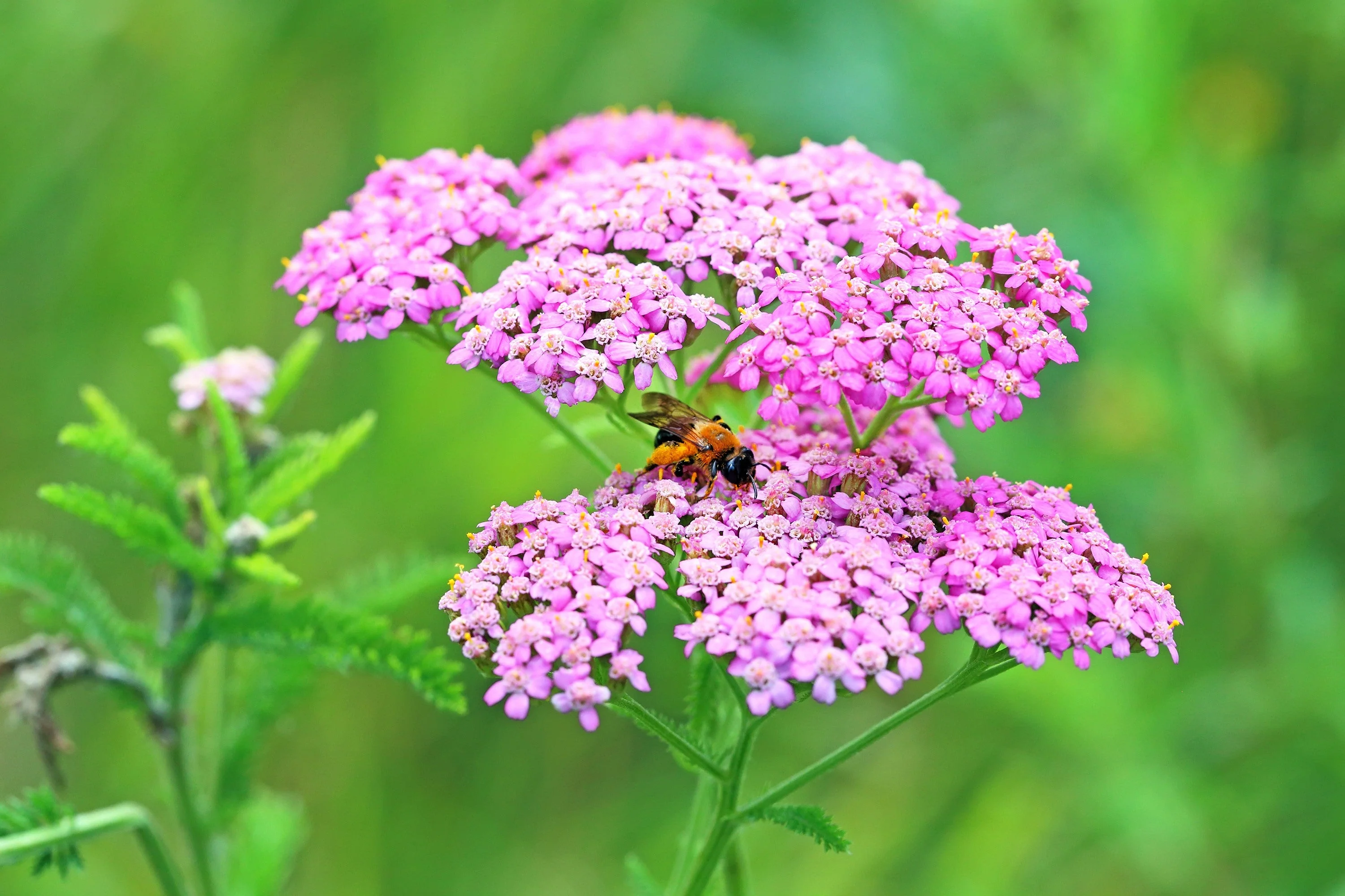 250 PINK Cerise QUEEN YARROW Achillea Millefolium Flower Seeds - Image 7