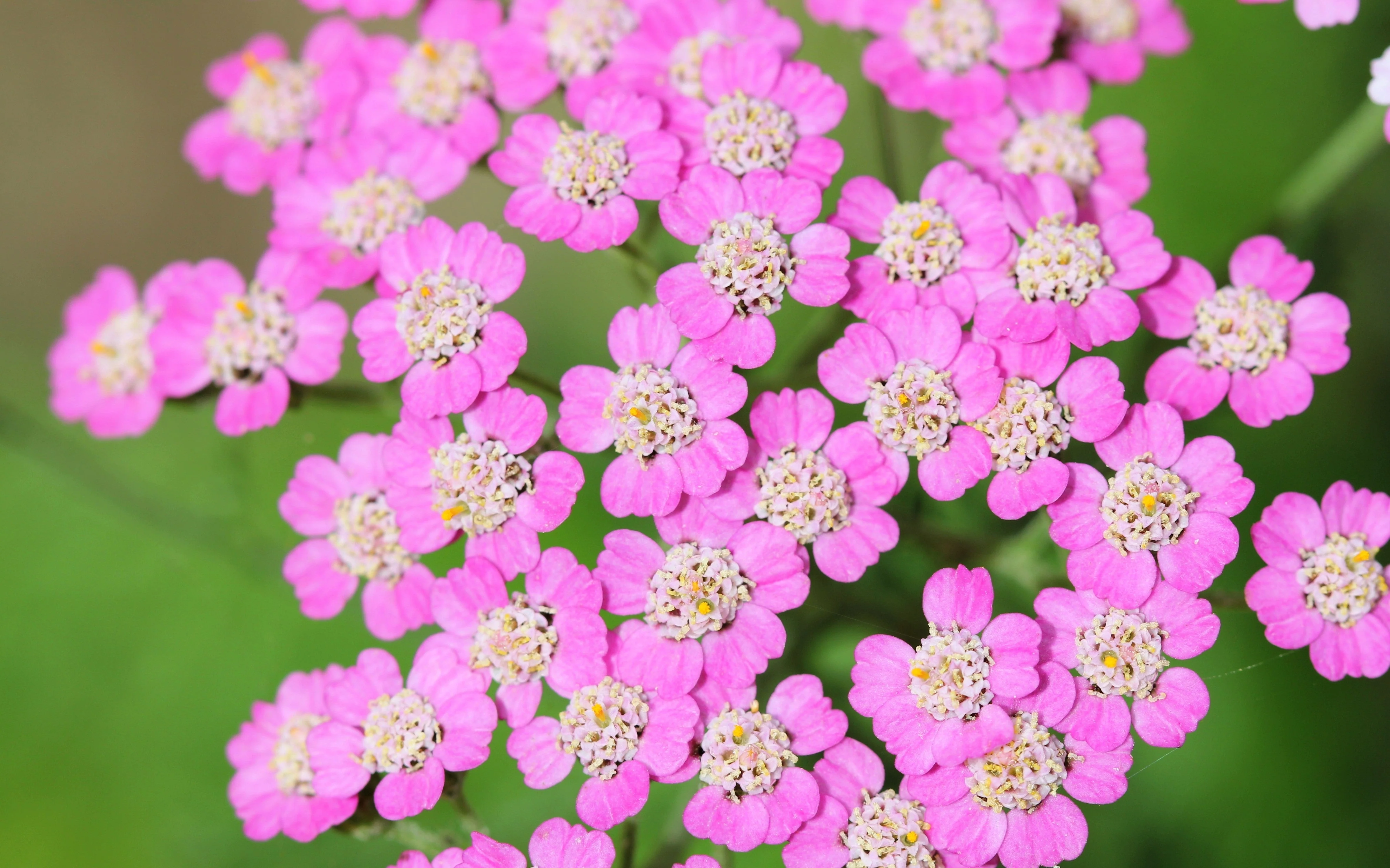 250 PINK Cerise QUEEN YARROW Achillea Millefolium Flower Seeds - Image 9