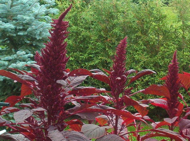 250 PRINCES FEATHER AMARANTHUS Cruentus Oeschberg Purple Red Flower Herb Seeds - Image 4