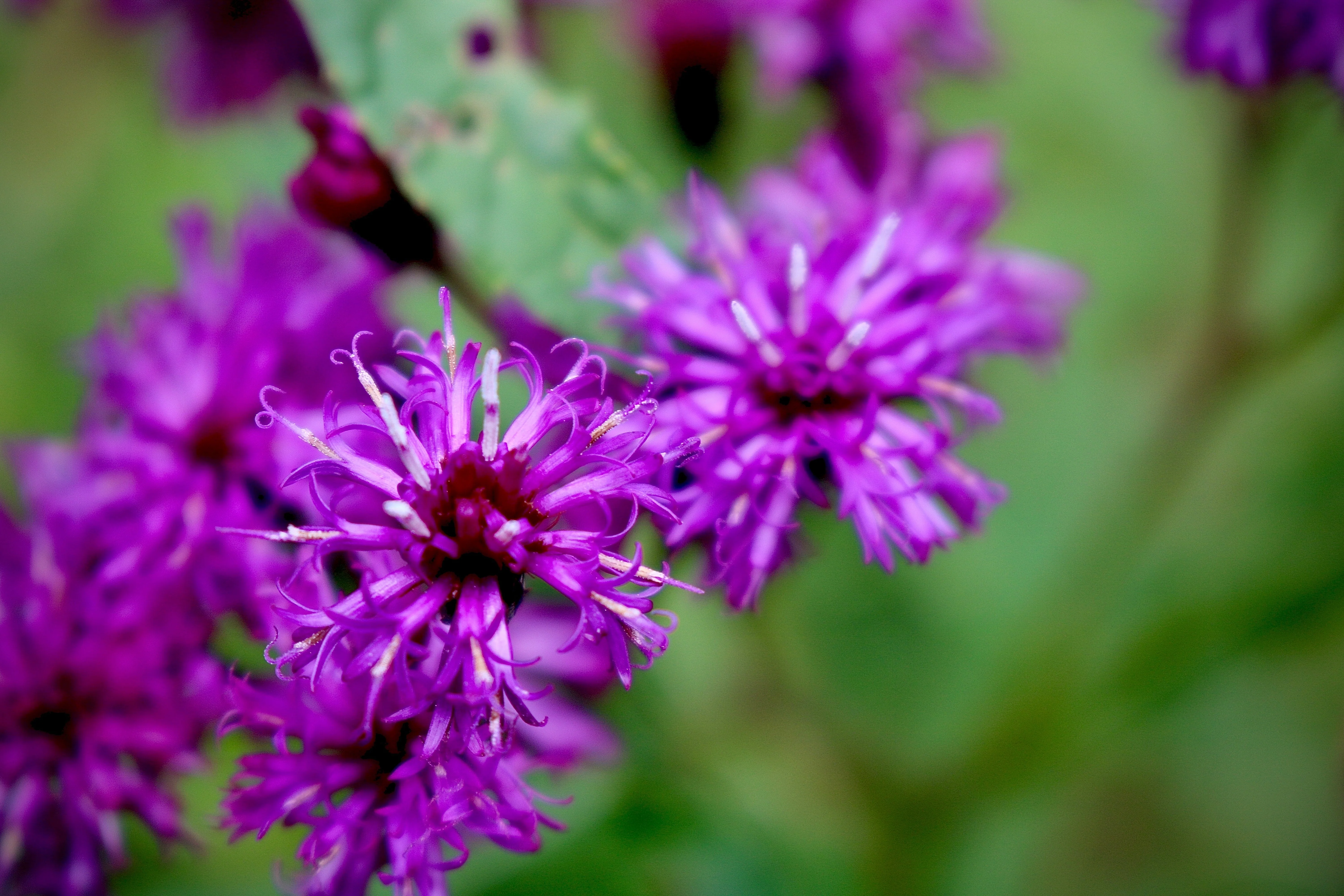 250 PURPLE IRONWEED Prairie Vernonia Fasciculata Flower Seeds - Image 8