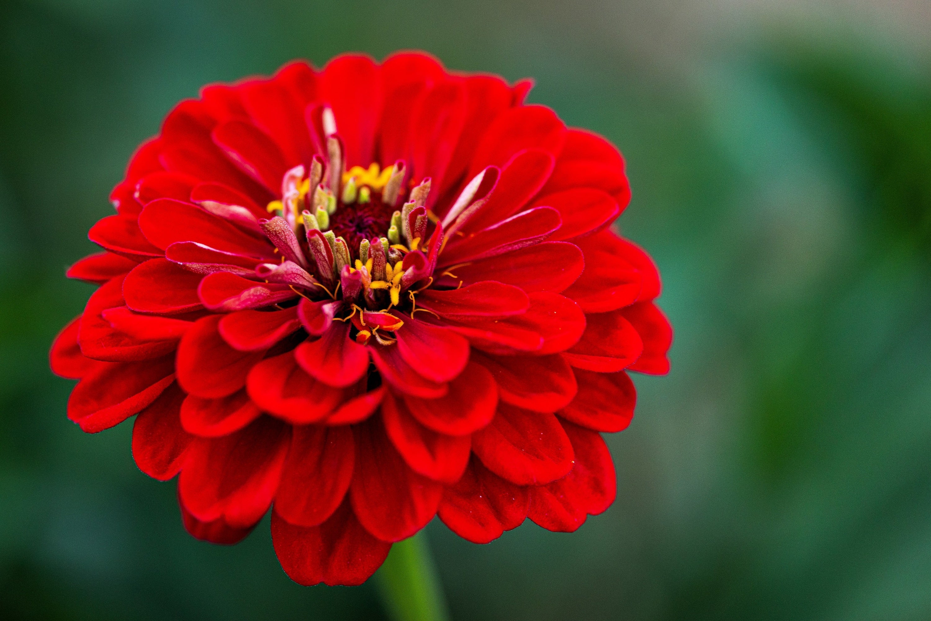 250 Red CHERRY QUEEN ZINNIA Elegans Flower Seeds - Image 3