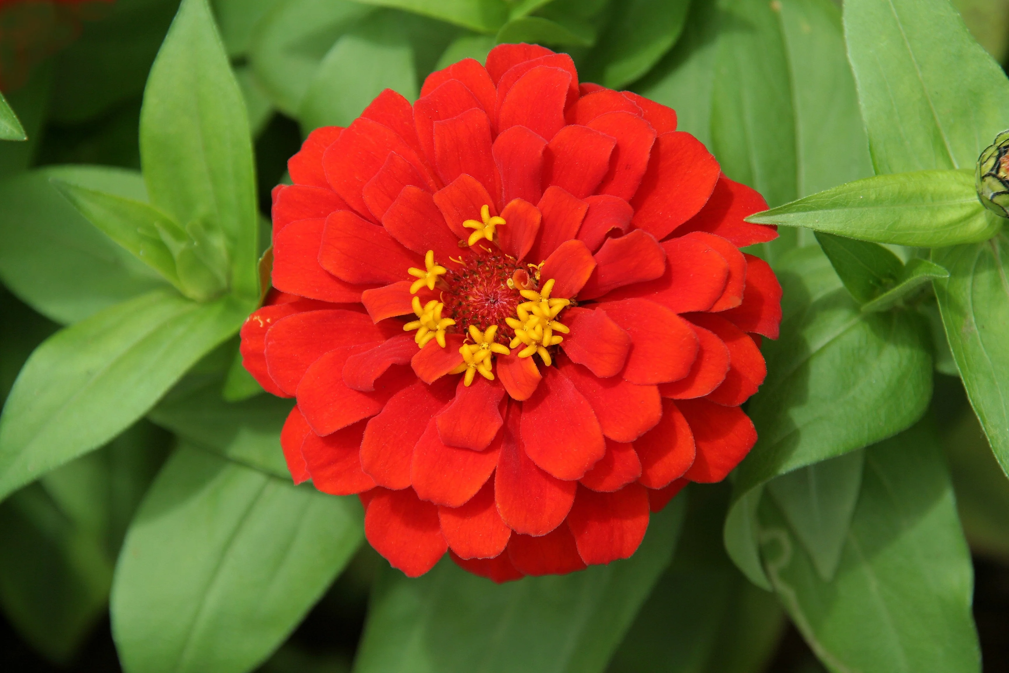 250 Red CHERRY QUEEN ZINNIA Elegans Flower Seeds - Image 5