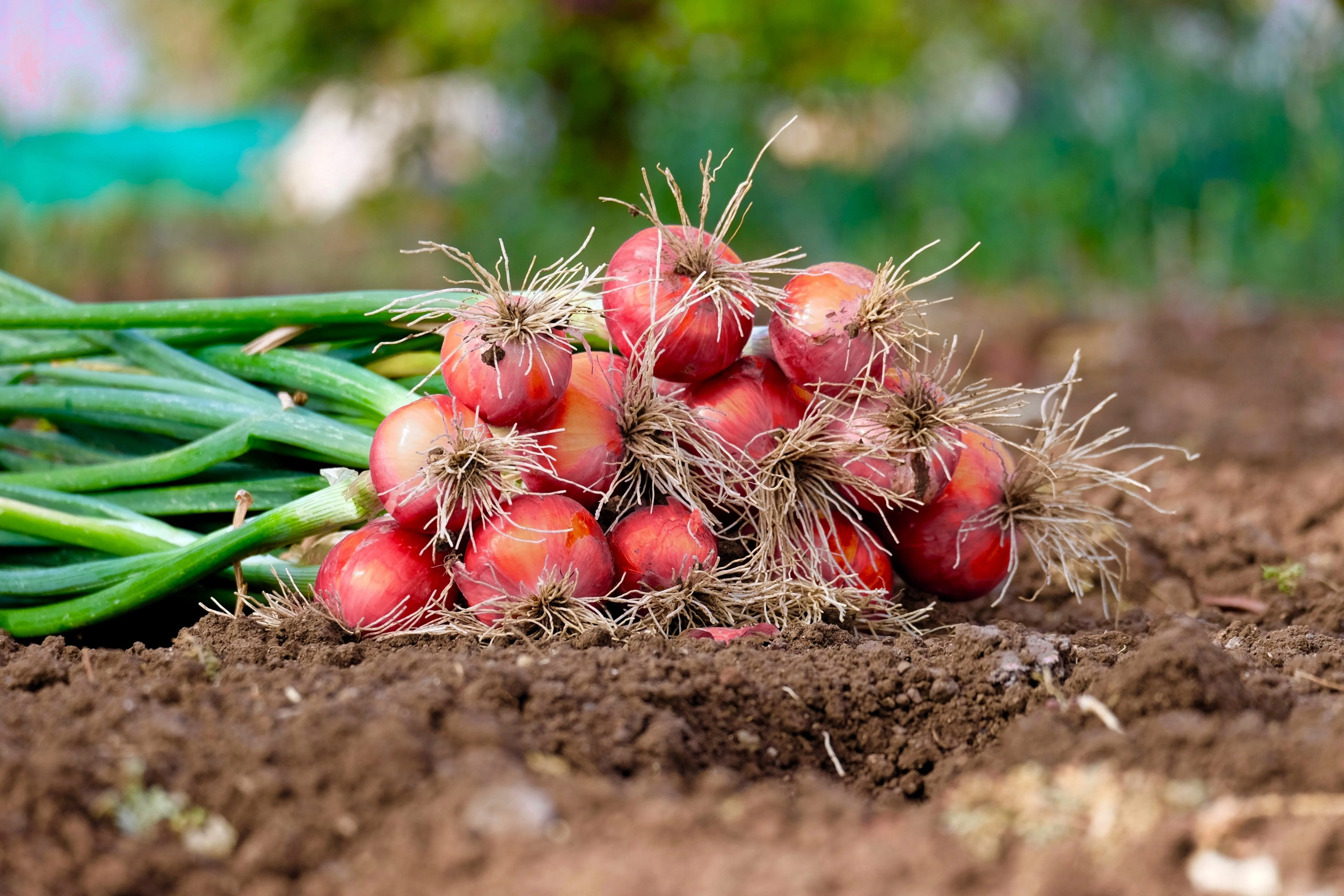 250 RED CREOLE ONION Spicy Cajun Short Day Allium Cepa Vegetable Seeds - Image 6