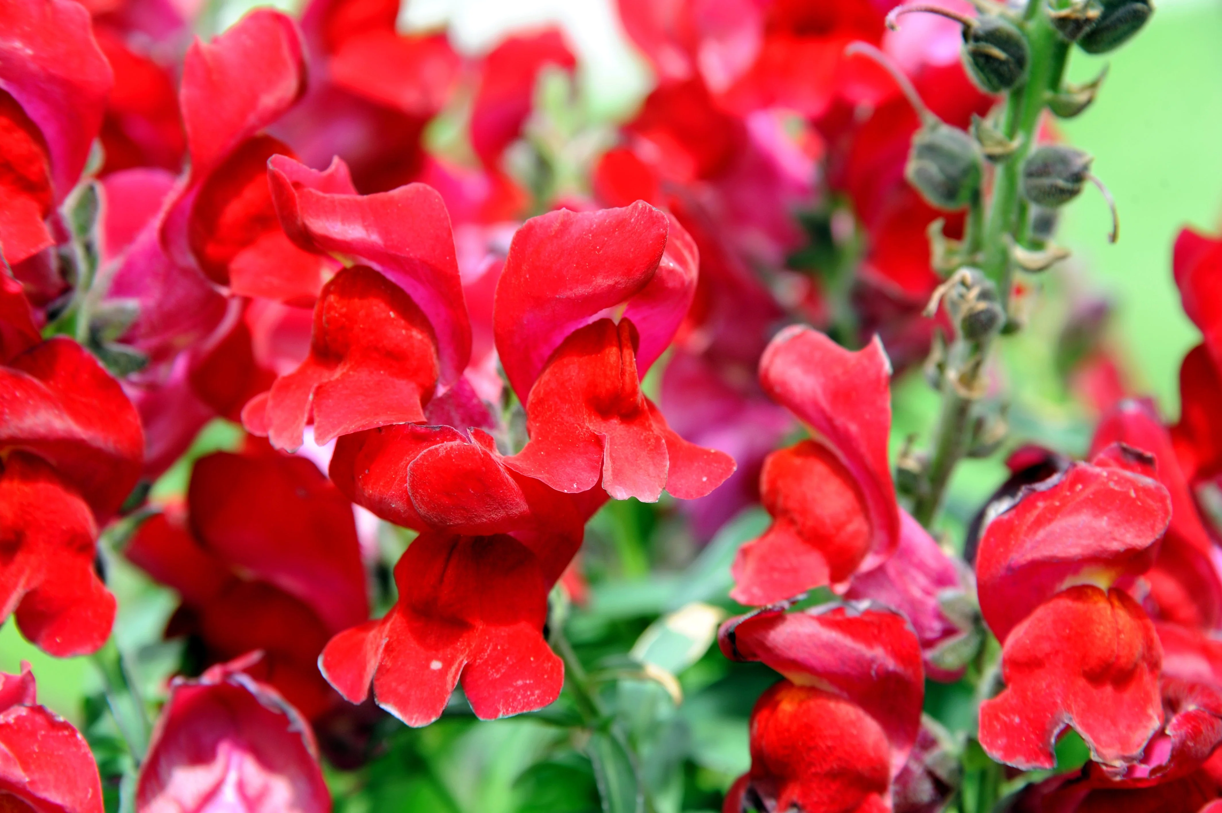 250 RUBY RED SNAPDRAGON Antirrhinum Majus Flower Seeds - Image 5
