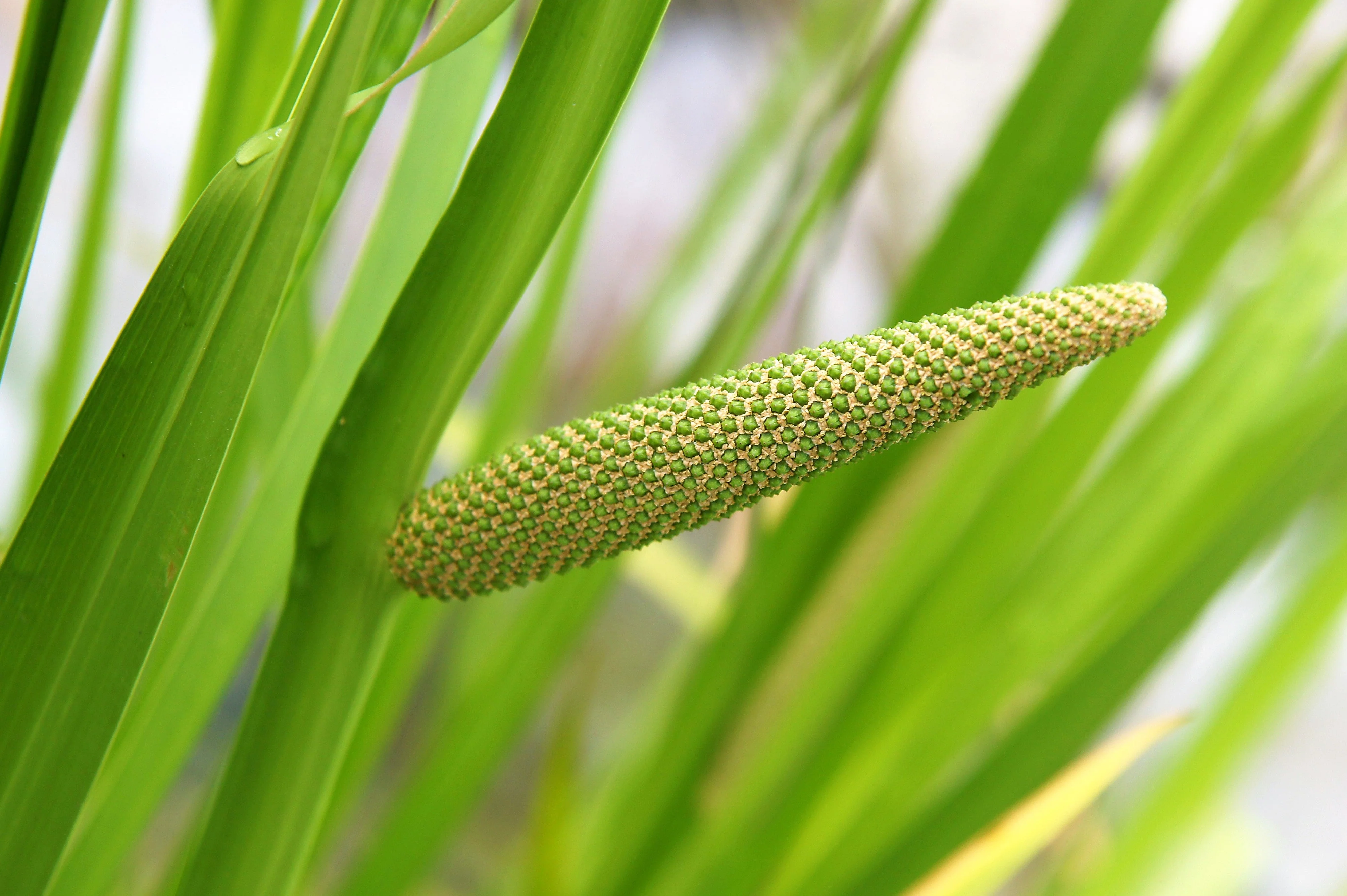 250 SWEET FLAG GRASS Wetland Pond Acorus Calamus Ornamental Seeds - Image 2