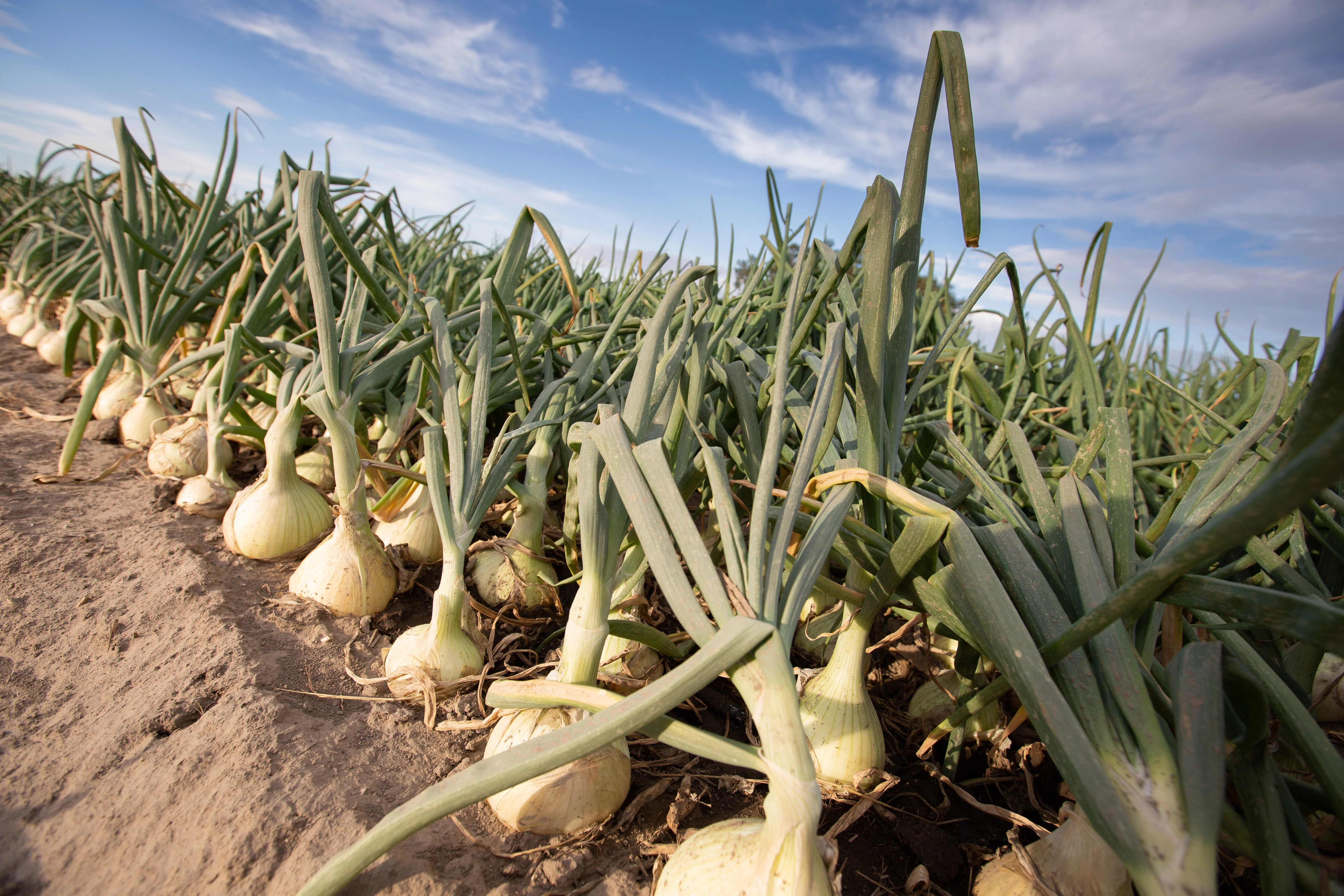 250 Sweet WALLA WALLA ONION Allium Cepa Vegetable Seeds - Image 2