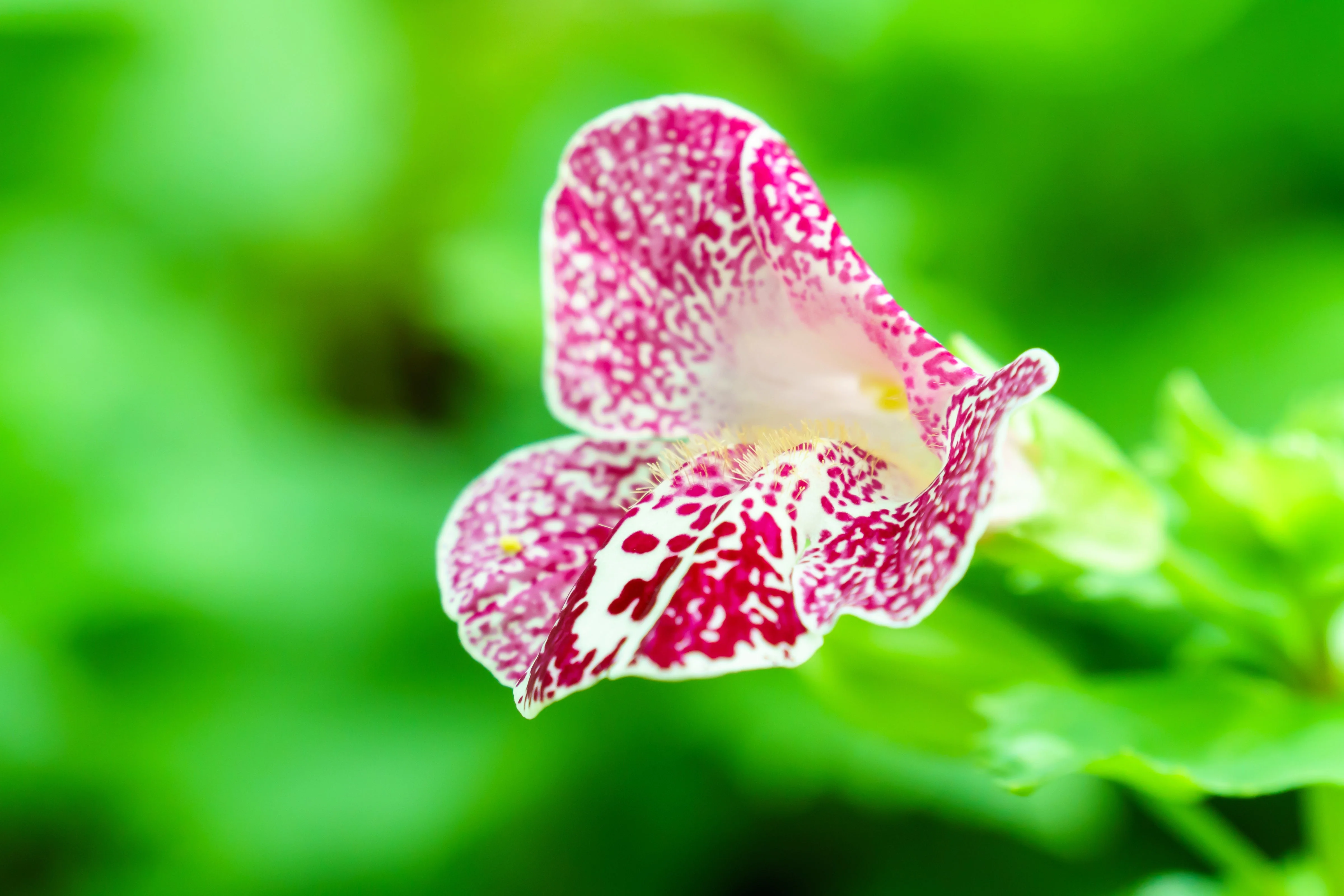 250 TIGER MONKEY Mixed Colors Mimulus Tigrinus Flower Seeds - Image 11