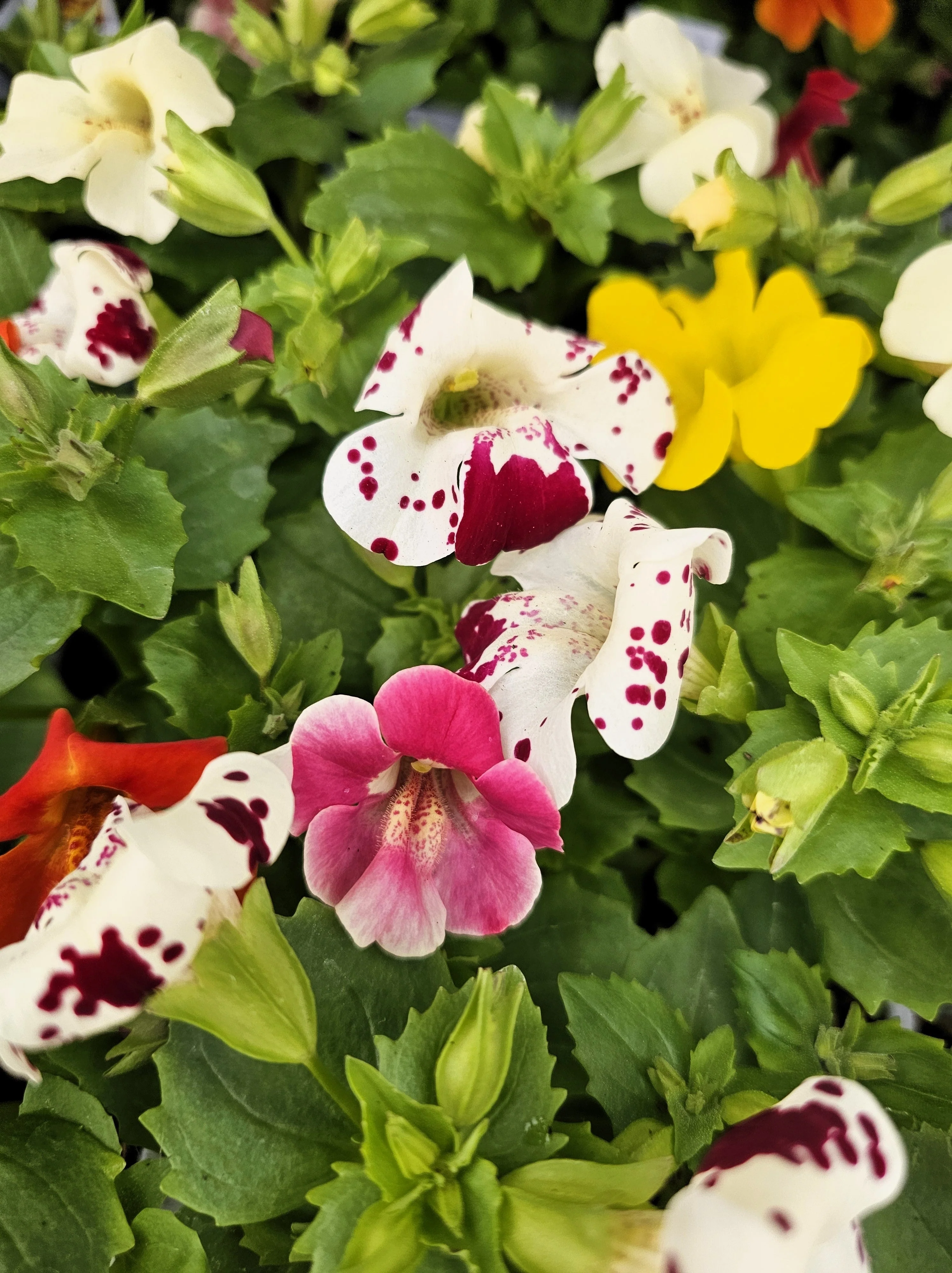250 TIGER MONKEY Mixed Colors Mimulus Tigrinus Flower Seeds - Image 12