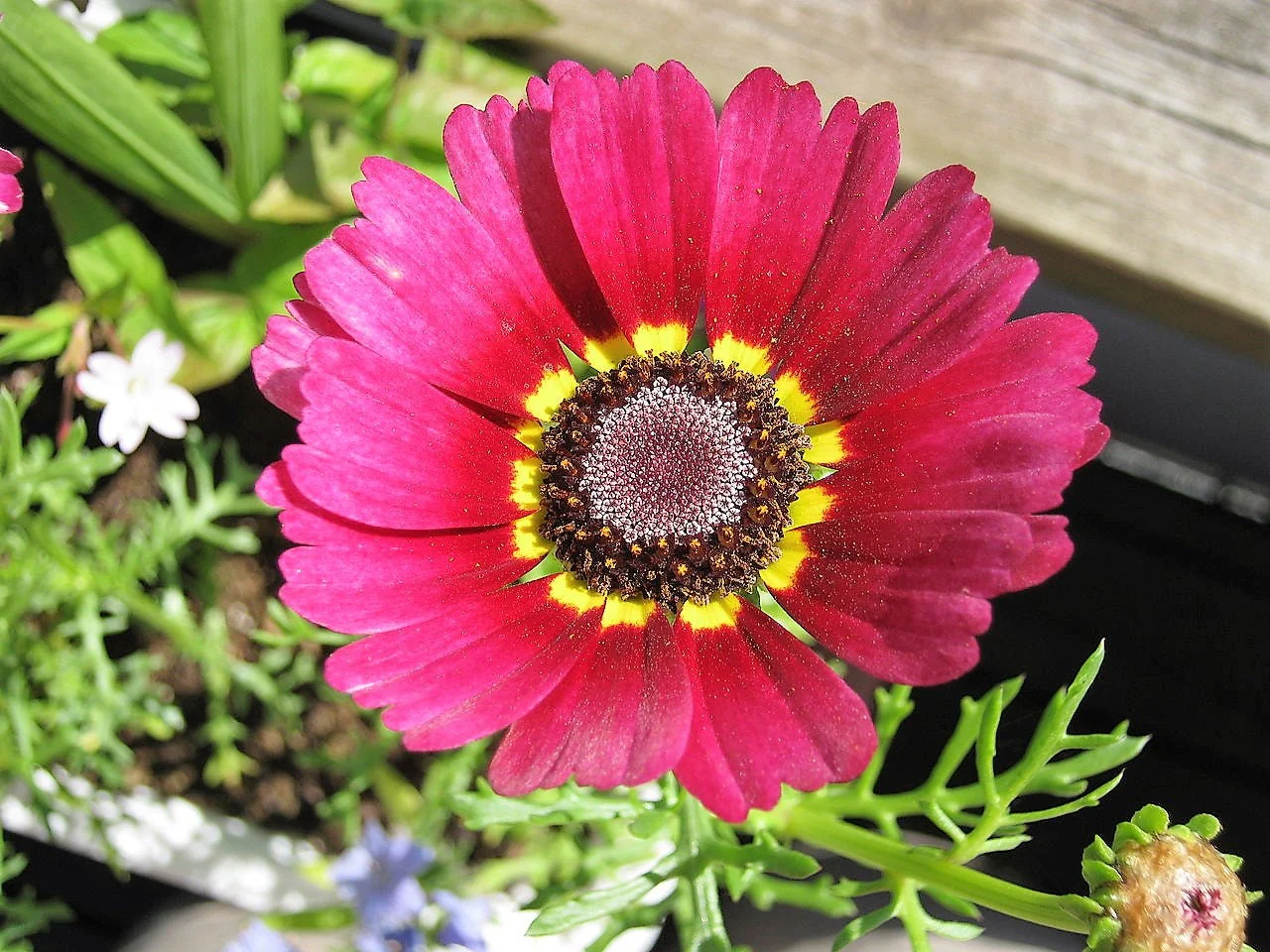 250 TRICOLOR PAINTED DAISY (Pyrenthrum Daisy) Chrysanthemum Carinatum Flower Seeds - Image 4